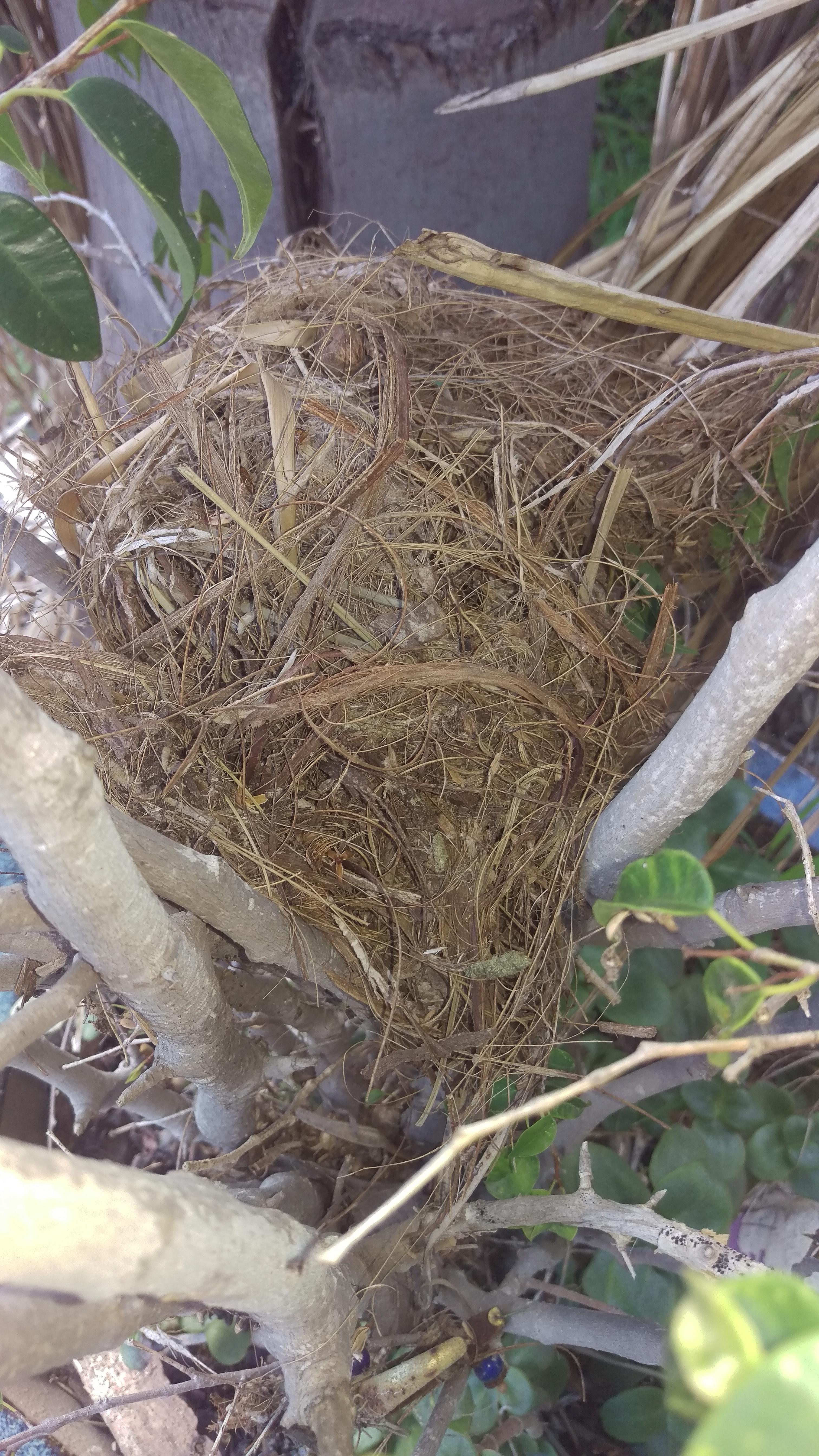 Is this some kind of bird nest? (Southern California
