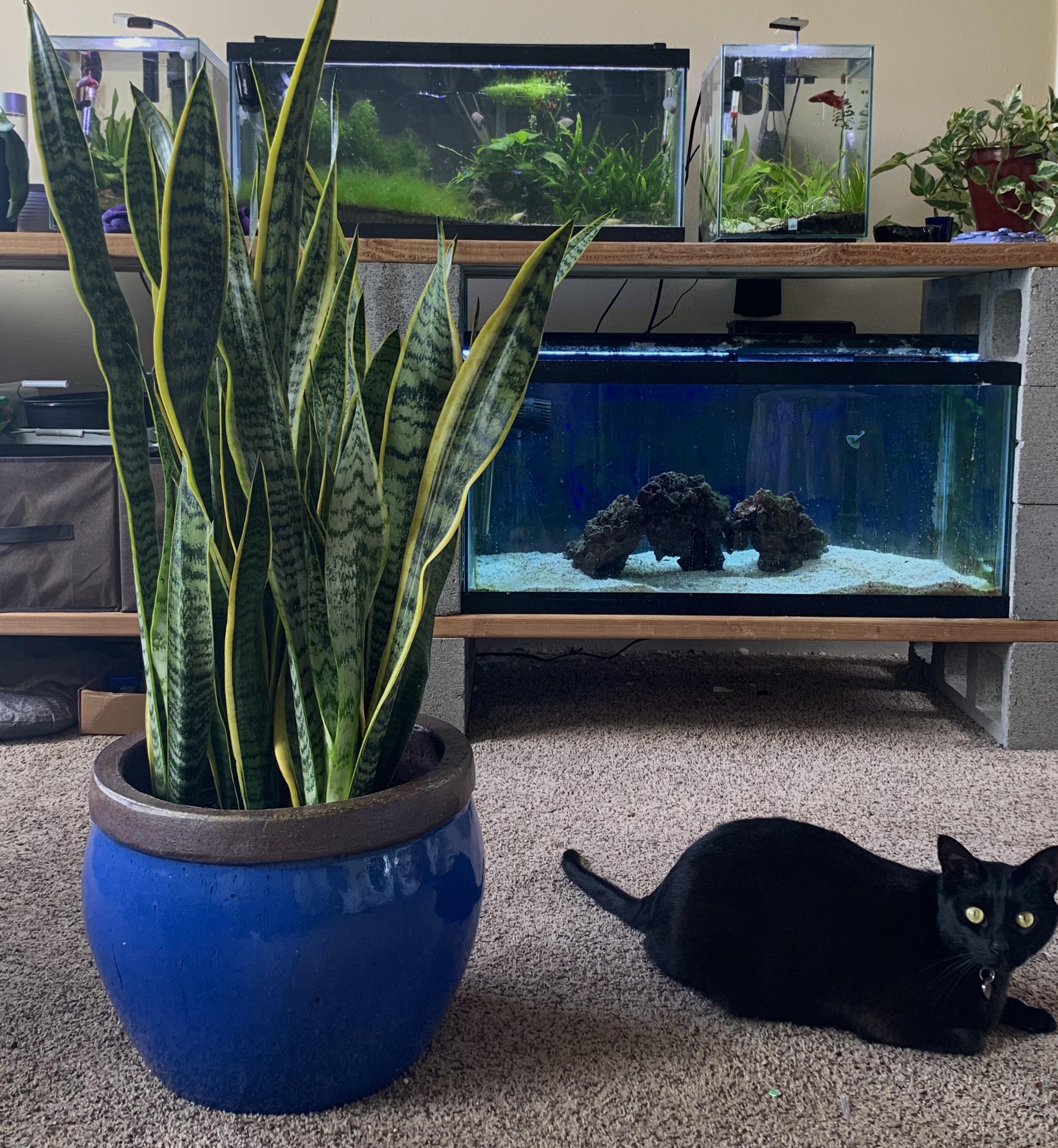 Snake Plant And Cats Plant Ideas
