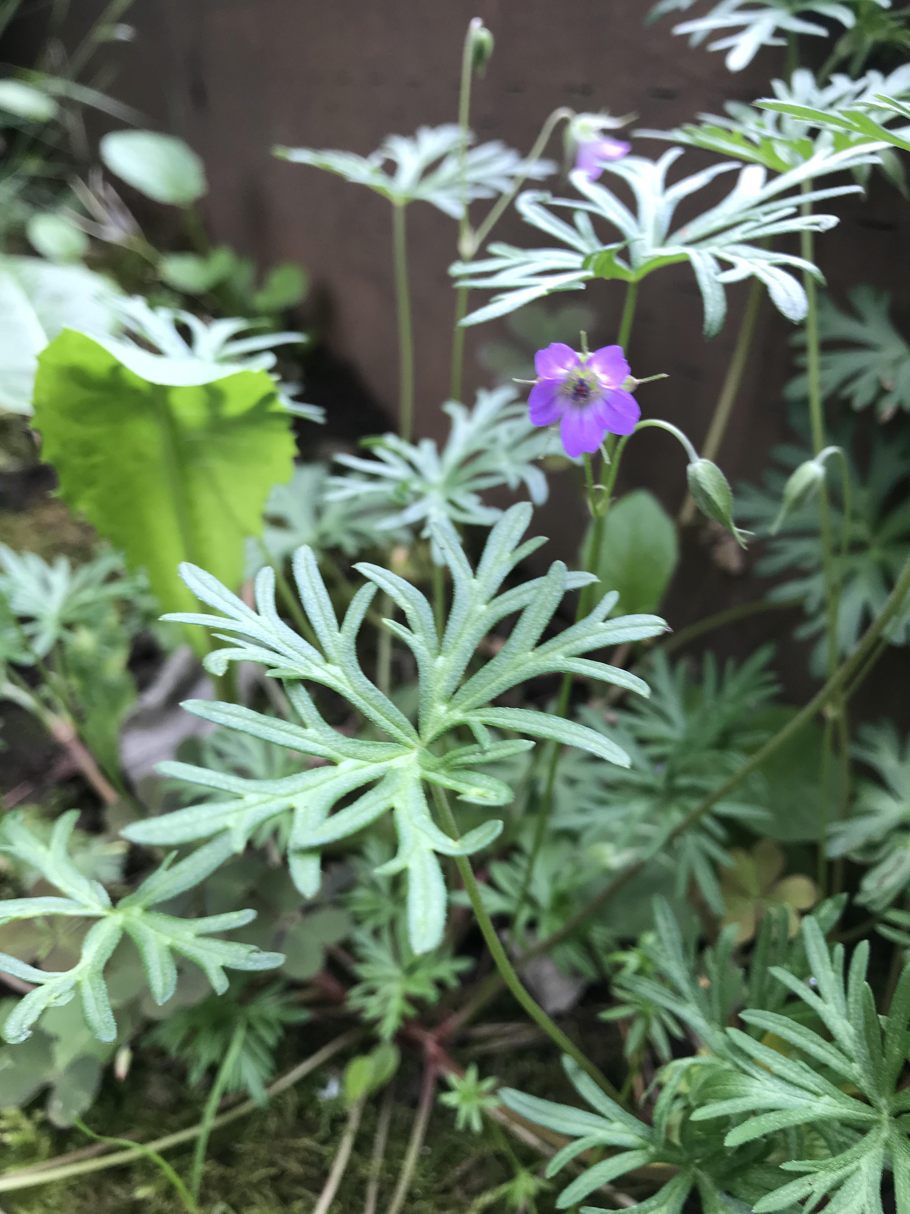 Garden volunteer near Portland Oregon. Small purple flowers have just