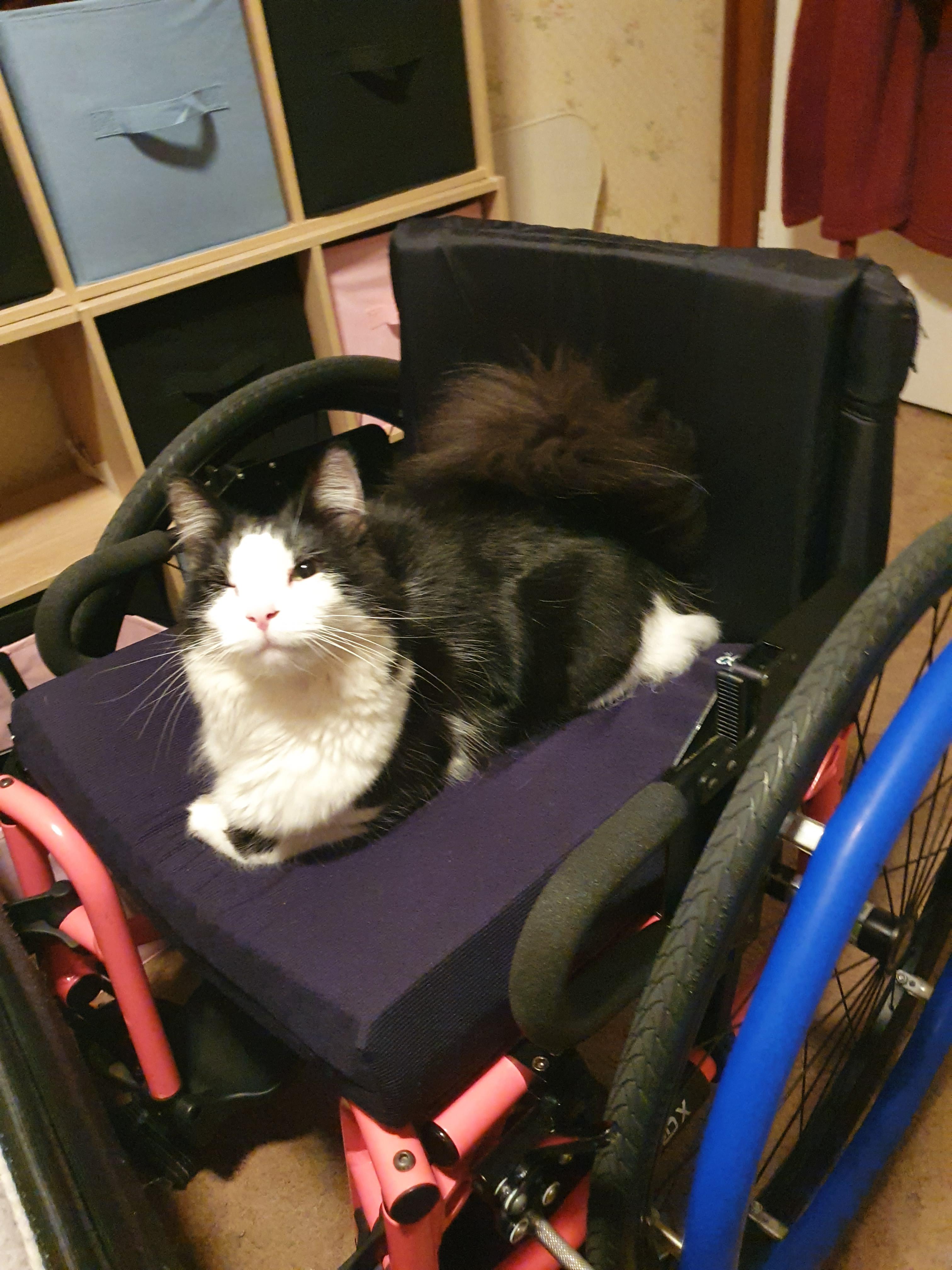 Anyone else's pets love claiming your wheelchair? 🐈🐾💕 (would love to