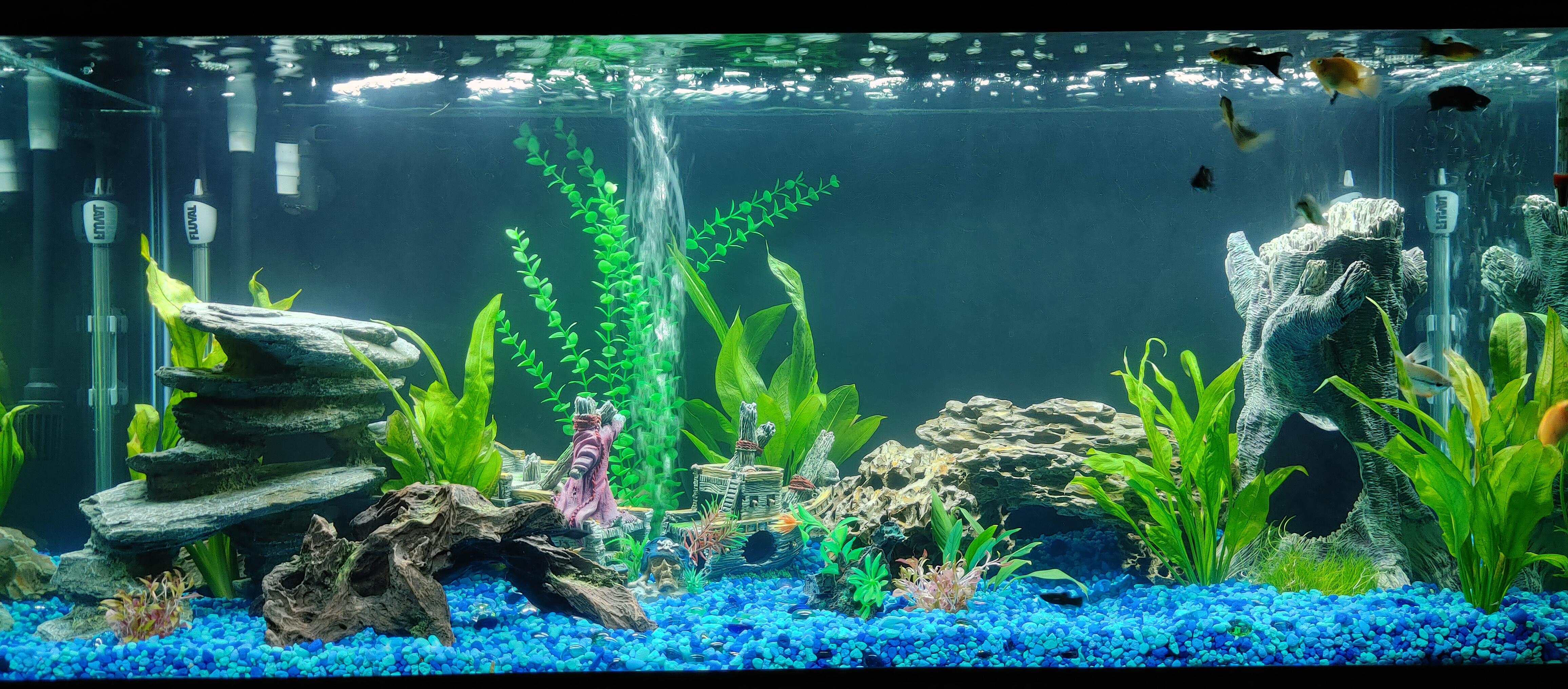 My 75g Freshwater Tank Aquariums