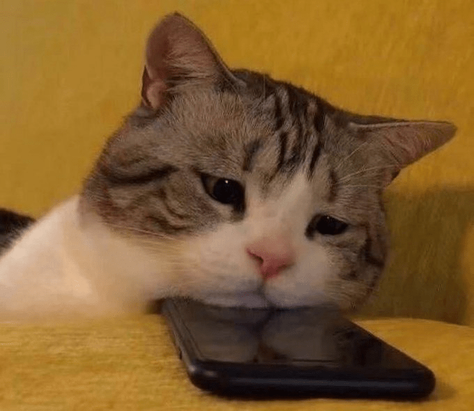 10000 best Cute Cat images on Pholder Aww, Cute and Cats