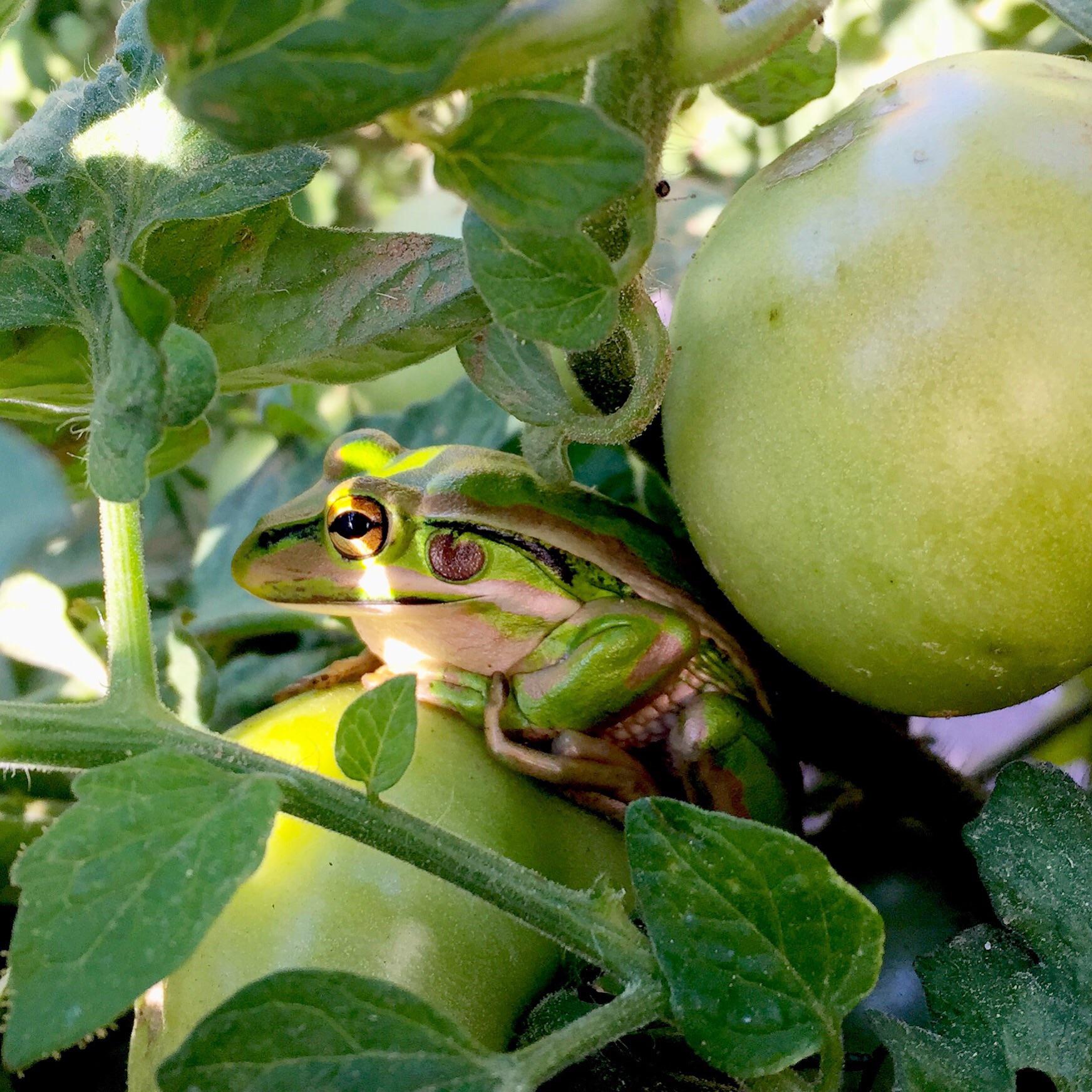 Green and golden bell frog (I think), found in my tomatoes ) r/frogs