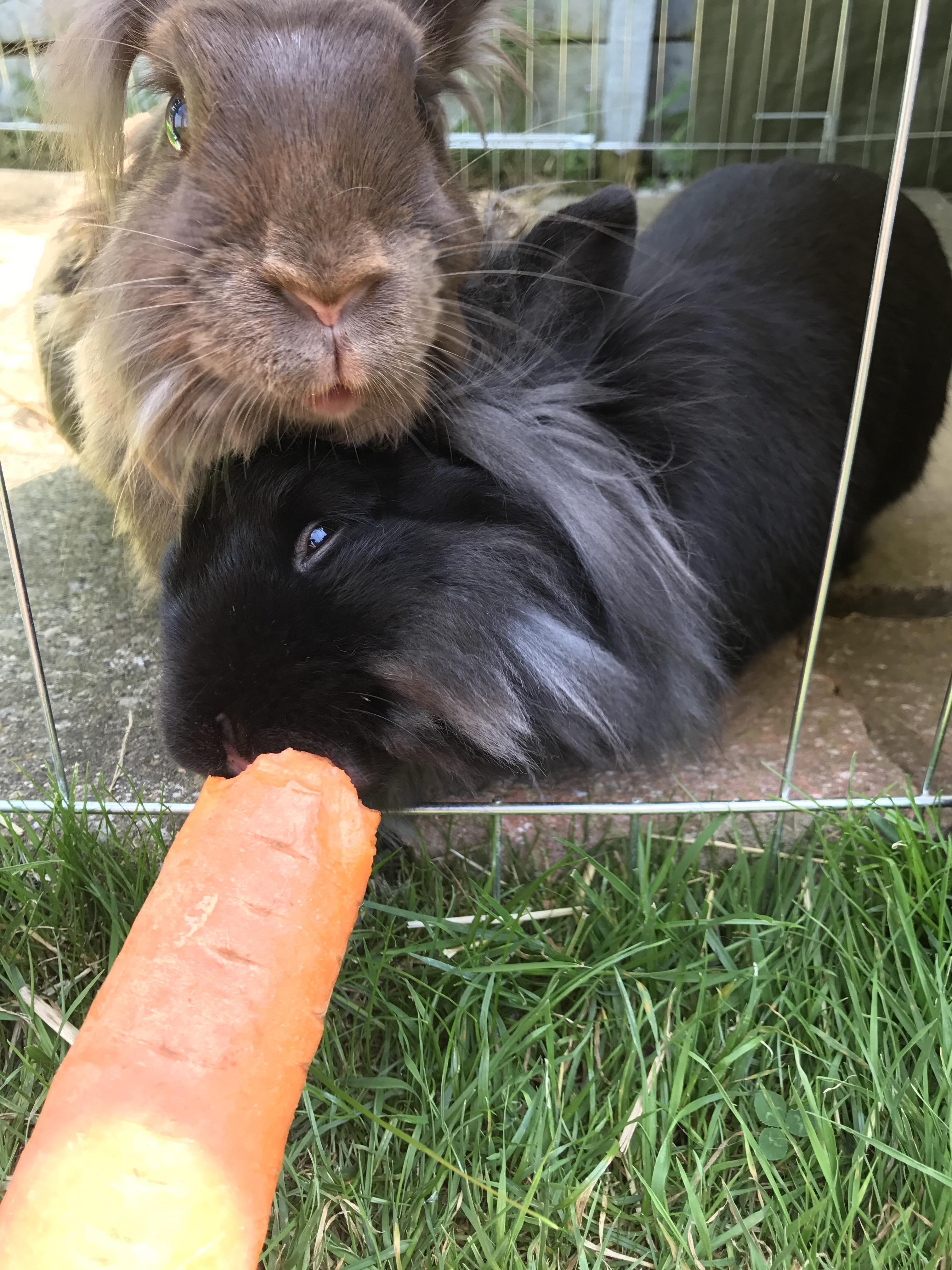My Buns Willow and Horatio enjoying a carrot. r/Rabbits