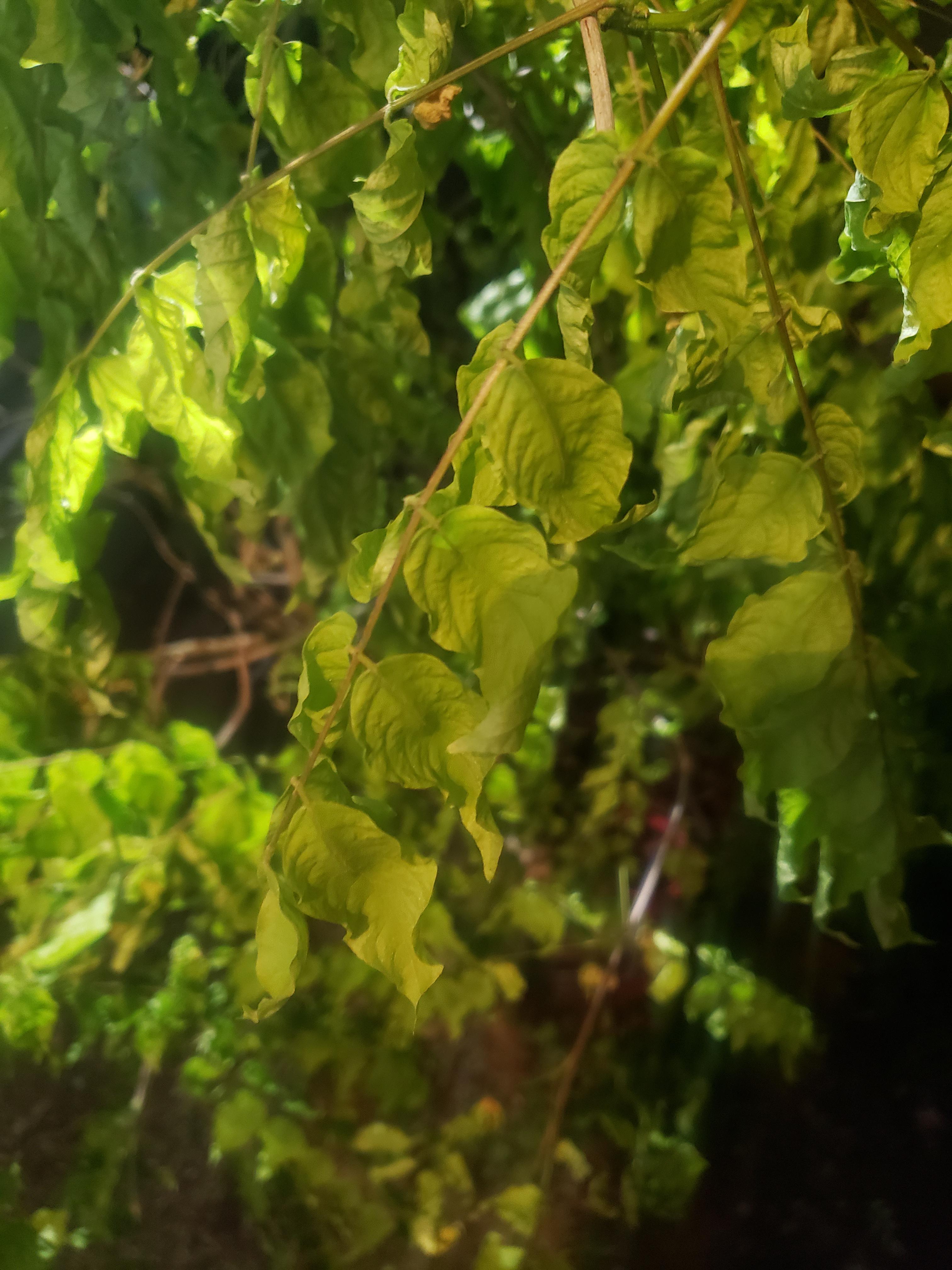 Wilting wisteria. I've had a potted wisteria for 5 years now and it just bloomed for the first