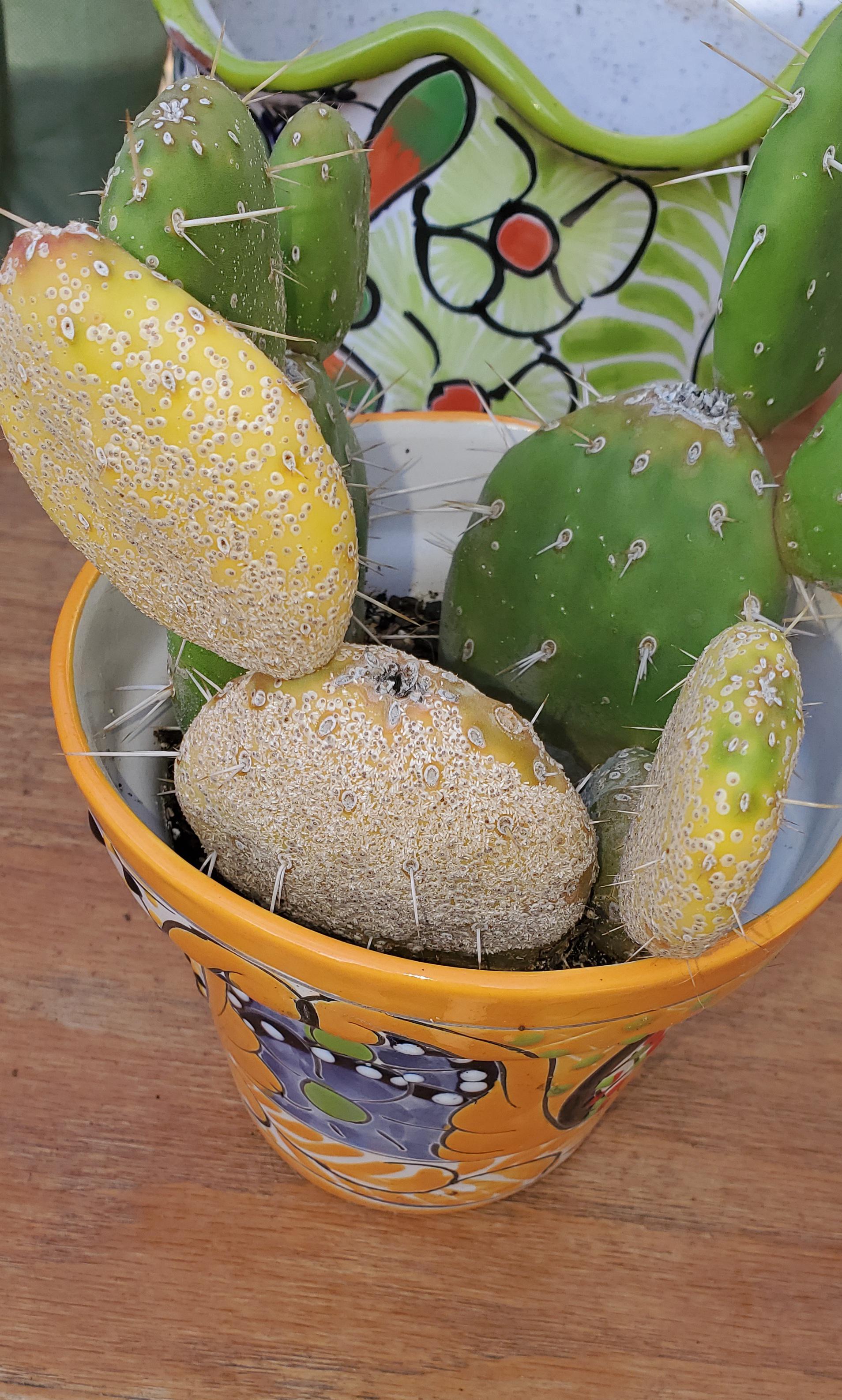 what is this? Fungus or drying out?? r/cacti