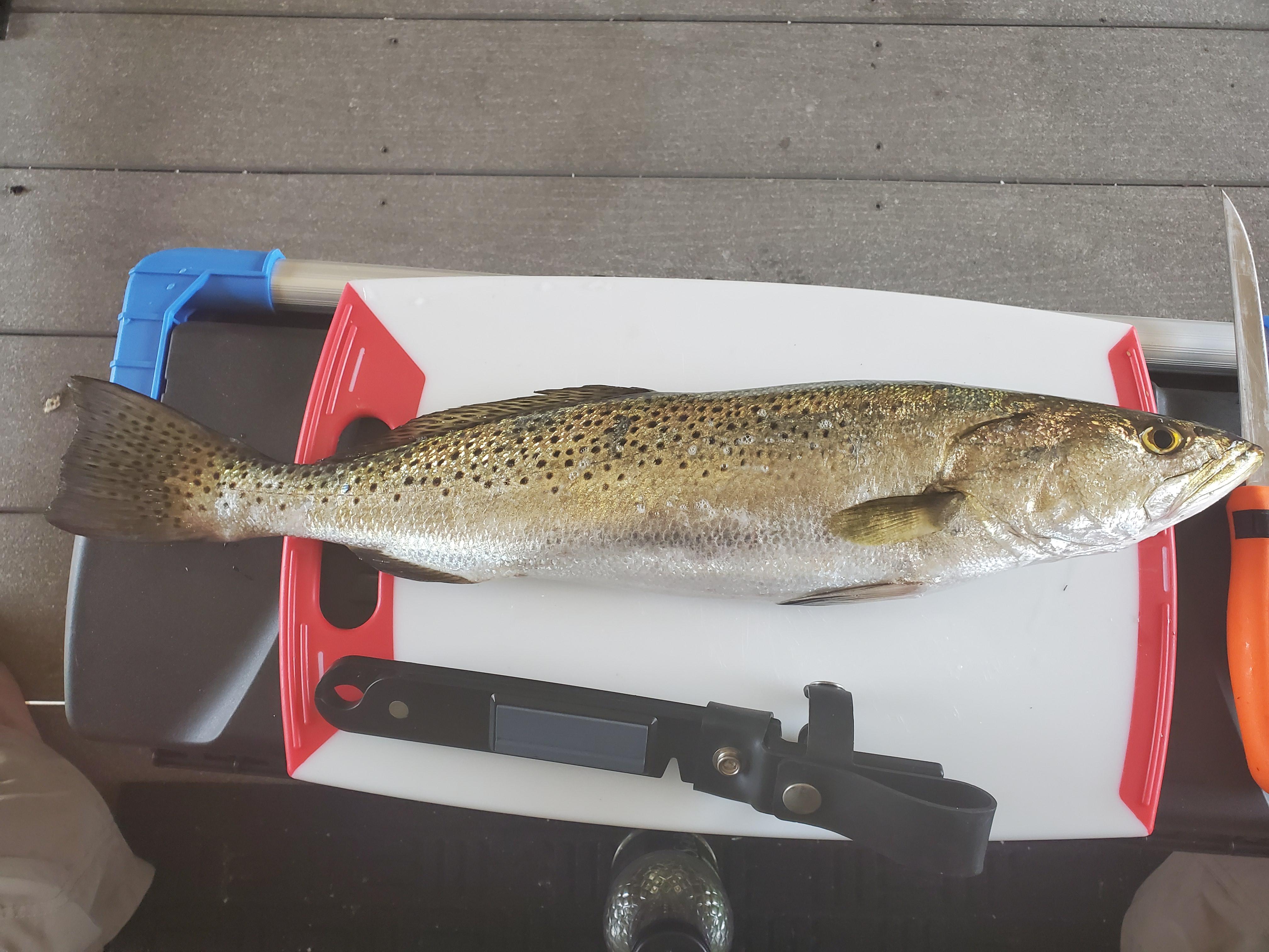 Pb 26in spotted trout I caught yesterday on live shrimp. Turned put to