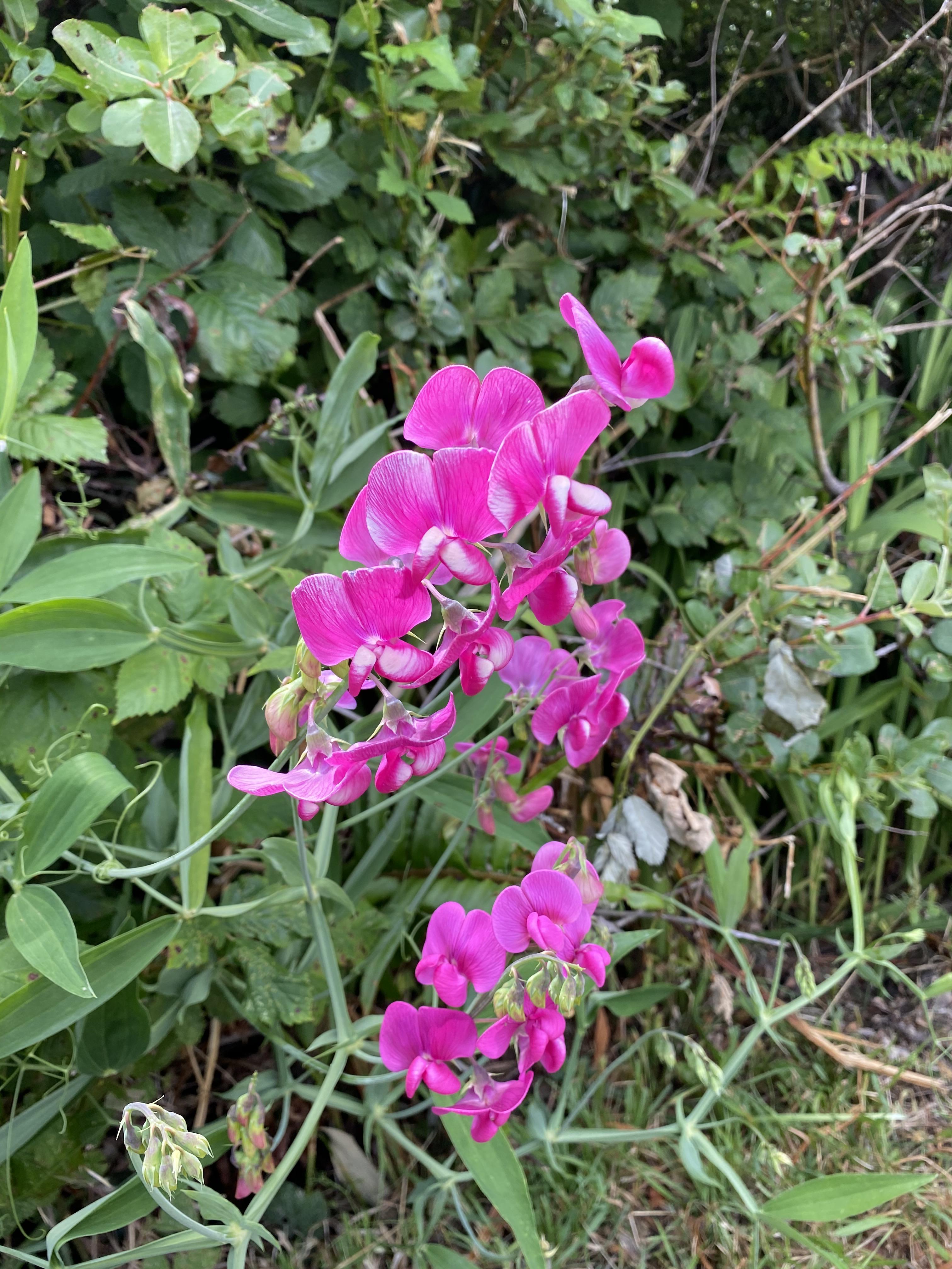 What is this pretty flower in the PNW? r/whatsthisplant