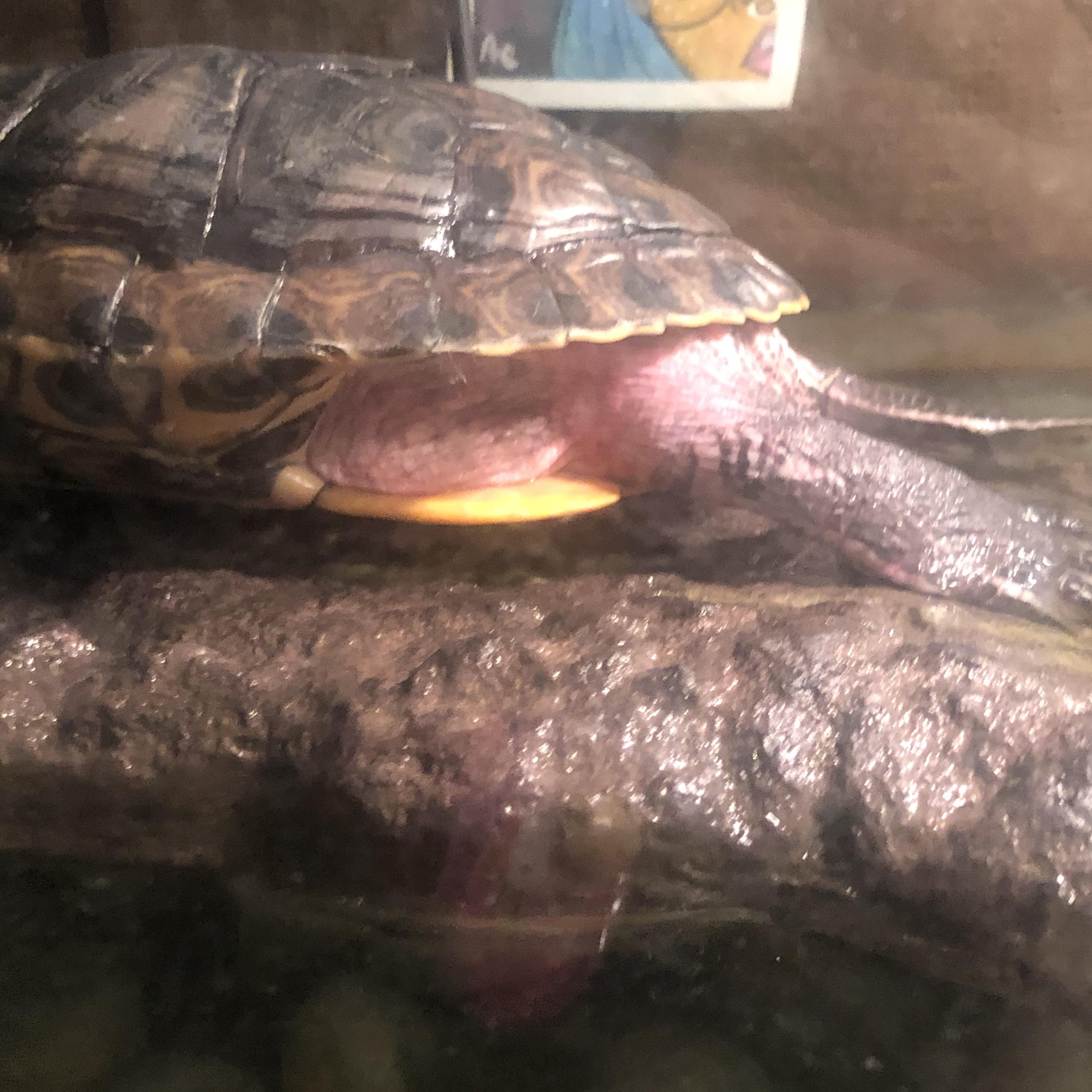 Found this in my red eared slider earlier today. Is this some kind of