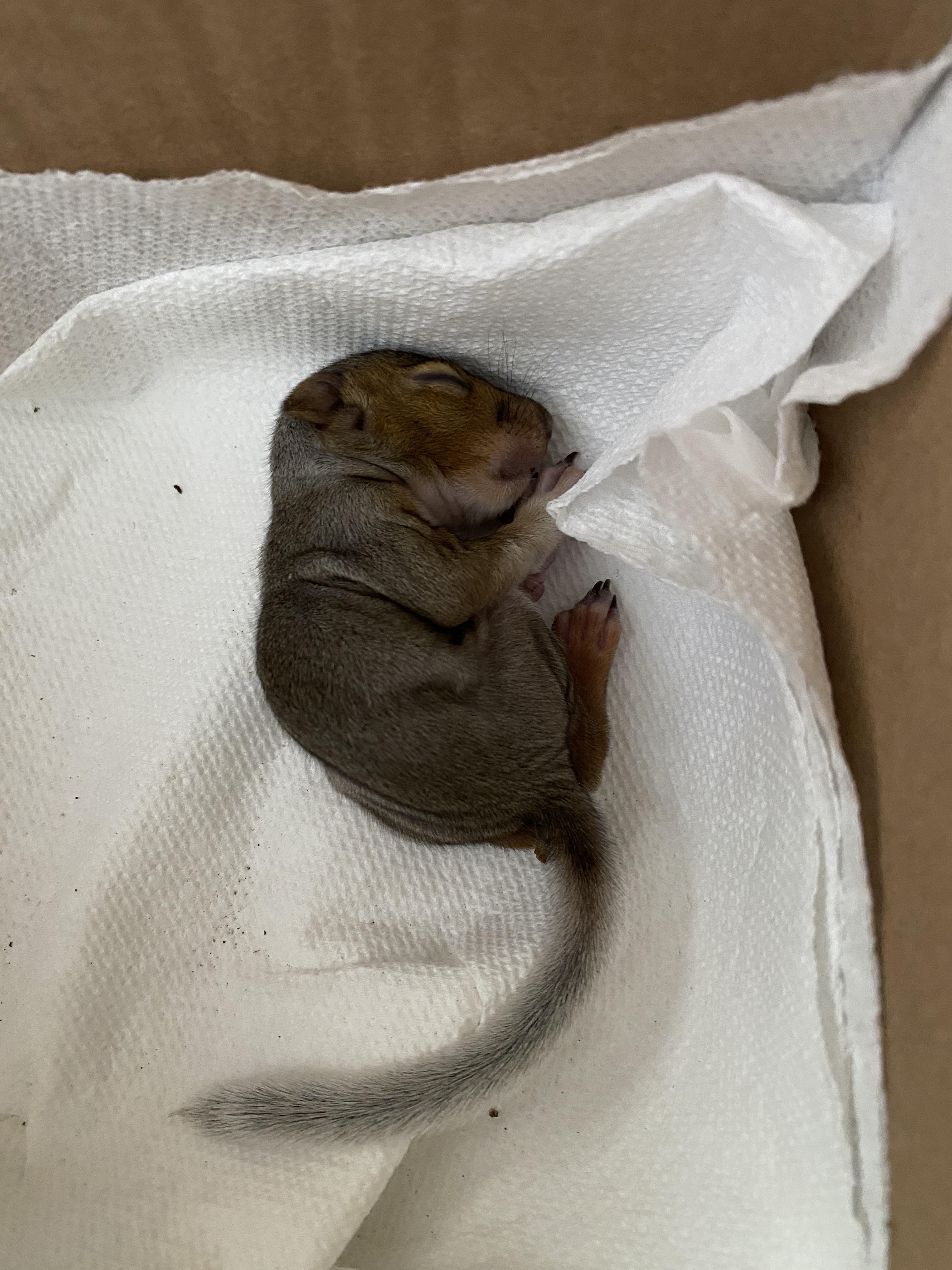 Found baby squirrel on sidewalk. Any advice helps. r/WildlifeRehab