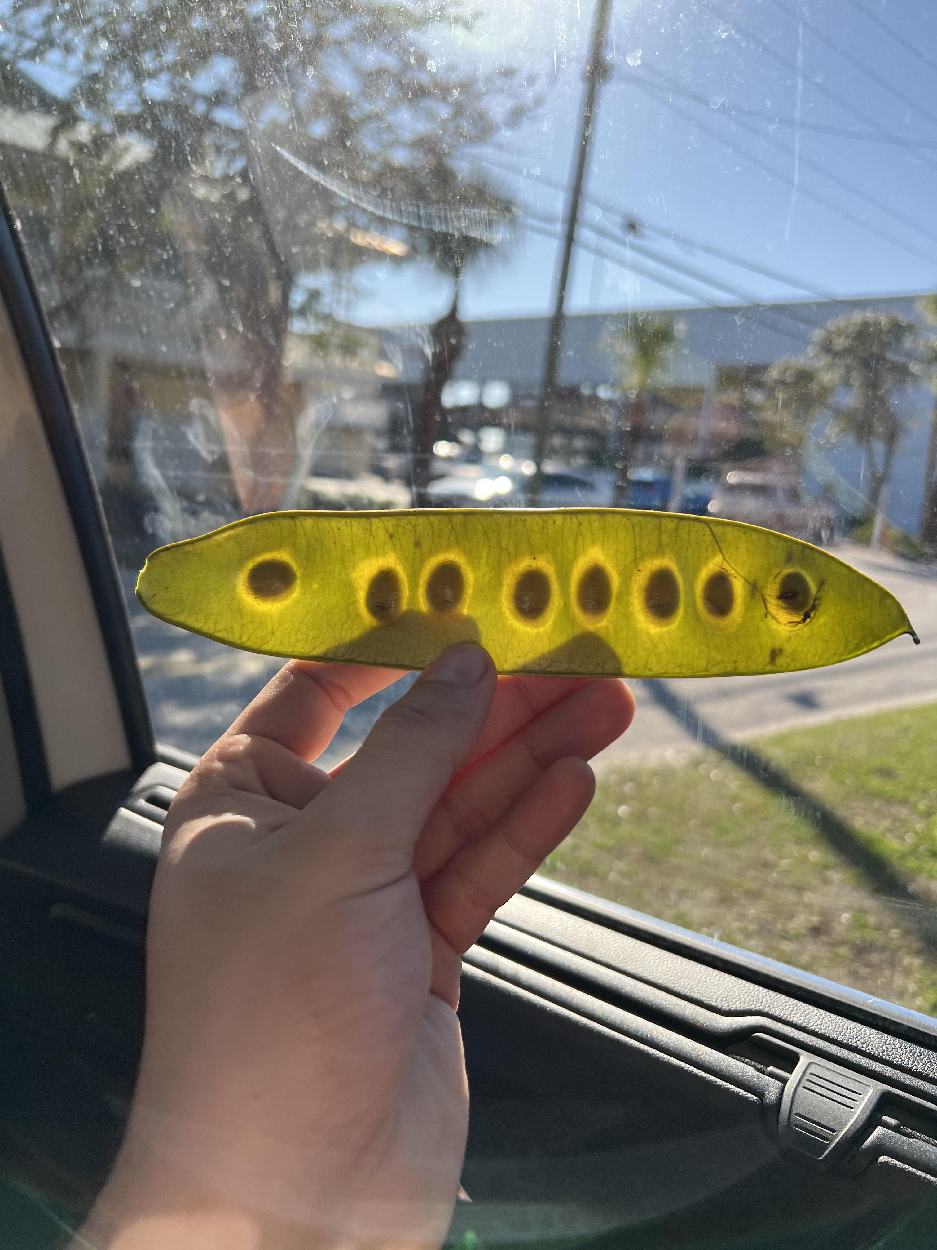 44 Hilarious List of edible seeds Puns Punstoppable 🛑