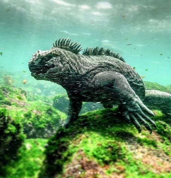 Mini Godzilla! Marine iguanas are the only lizards on Earth that spends