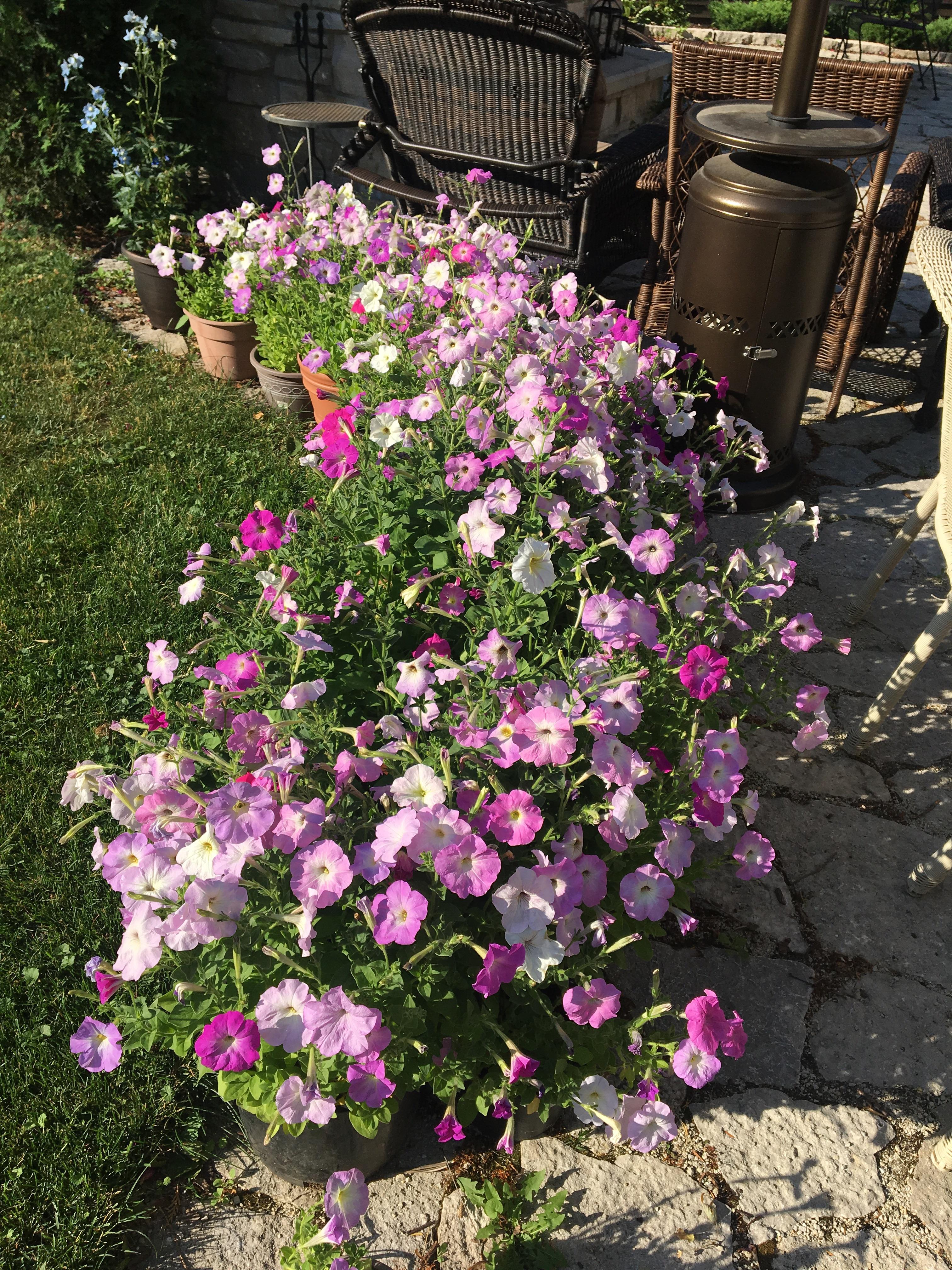 Petunias in peak bloom make a great hedge on the patio. r/gardening