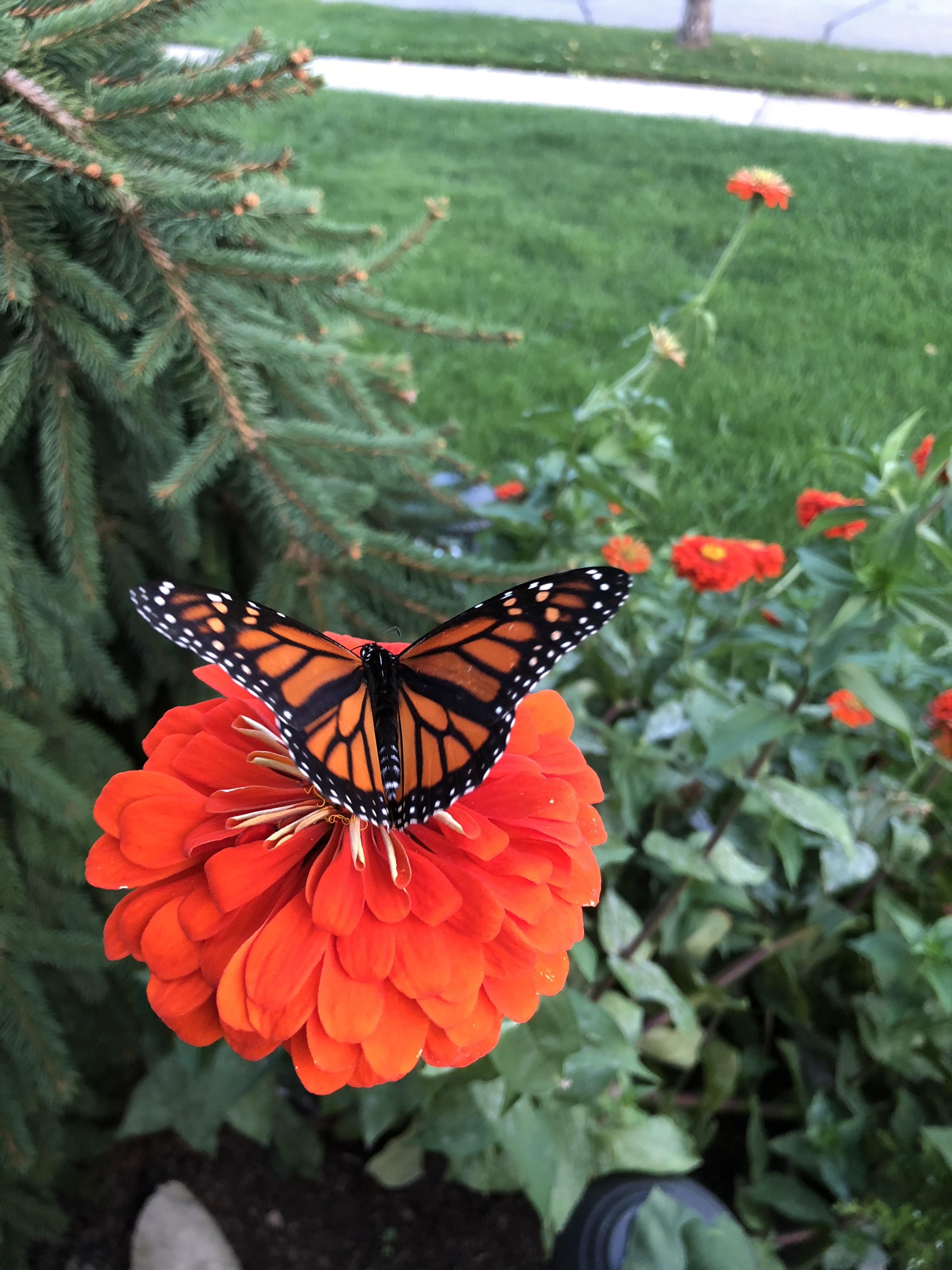 Butterfly in Toronto r/toronto