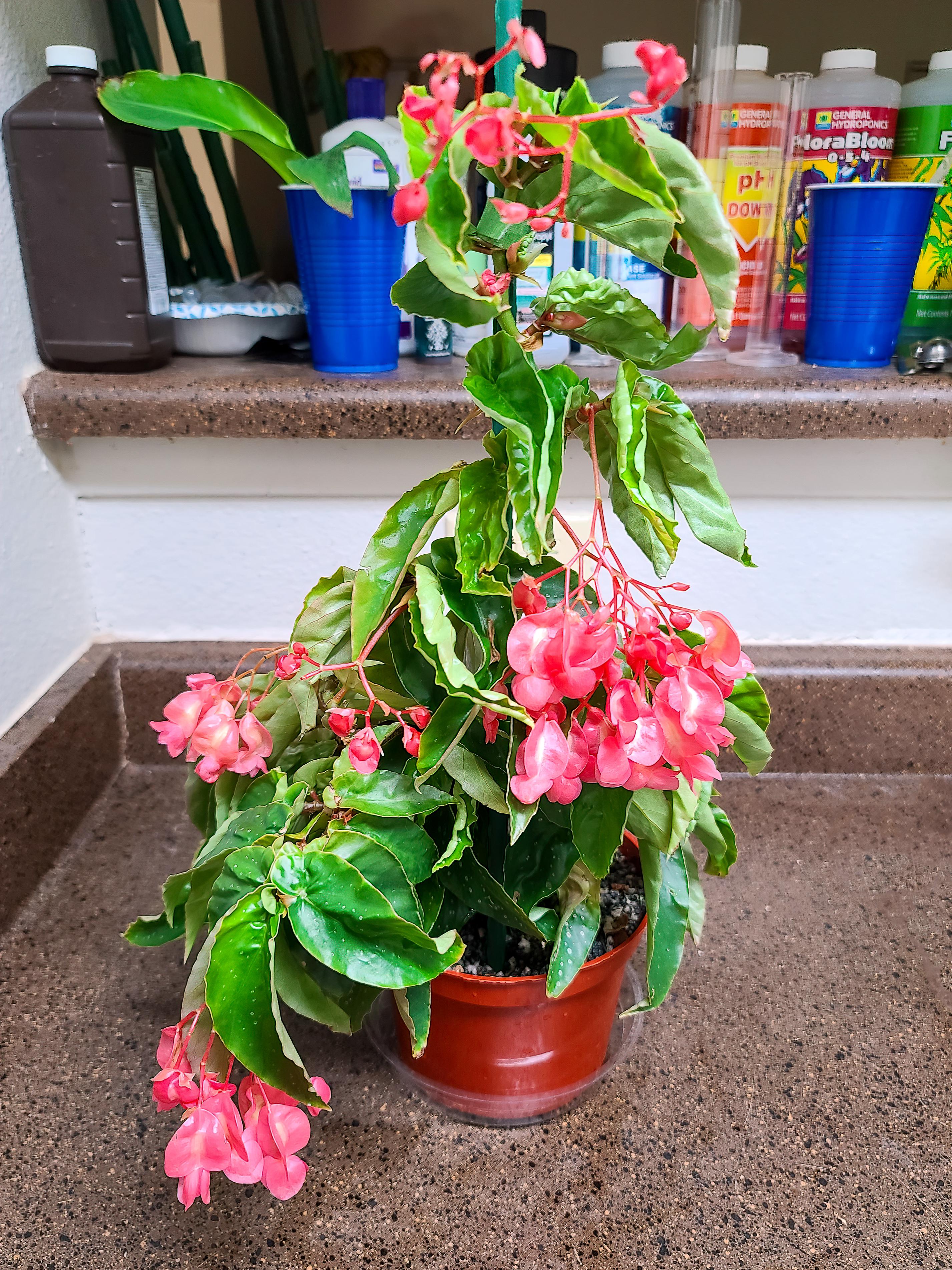 My Begonia albopicta var. rosea just never stops blooming houseplants