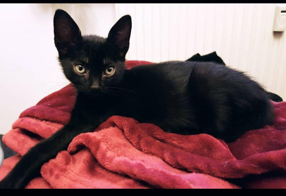 Was told this picture of my lovely rescued stray cat (8 weeks) would