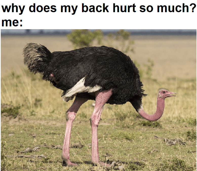 Why does my back hurt? r/memes
