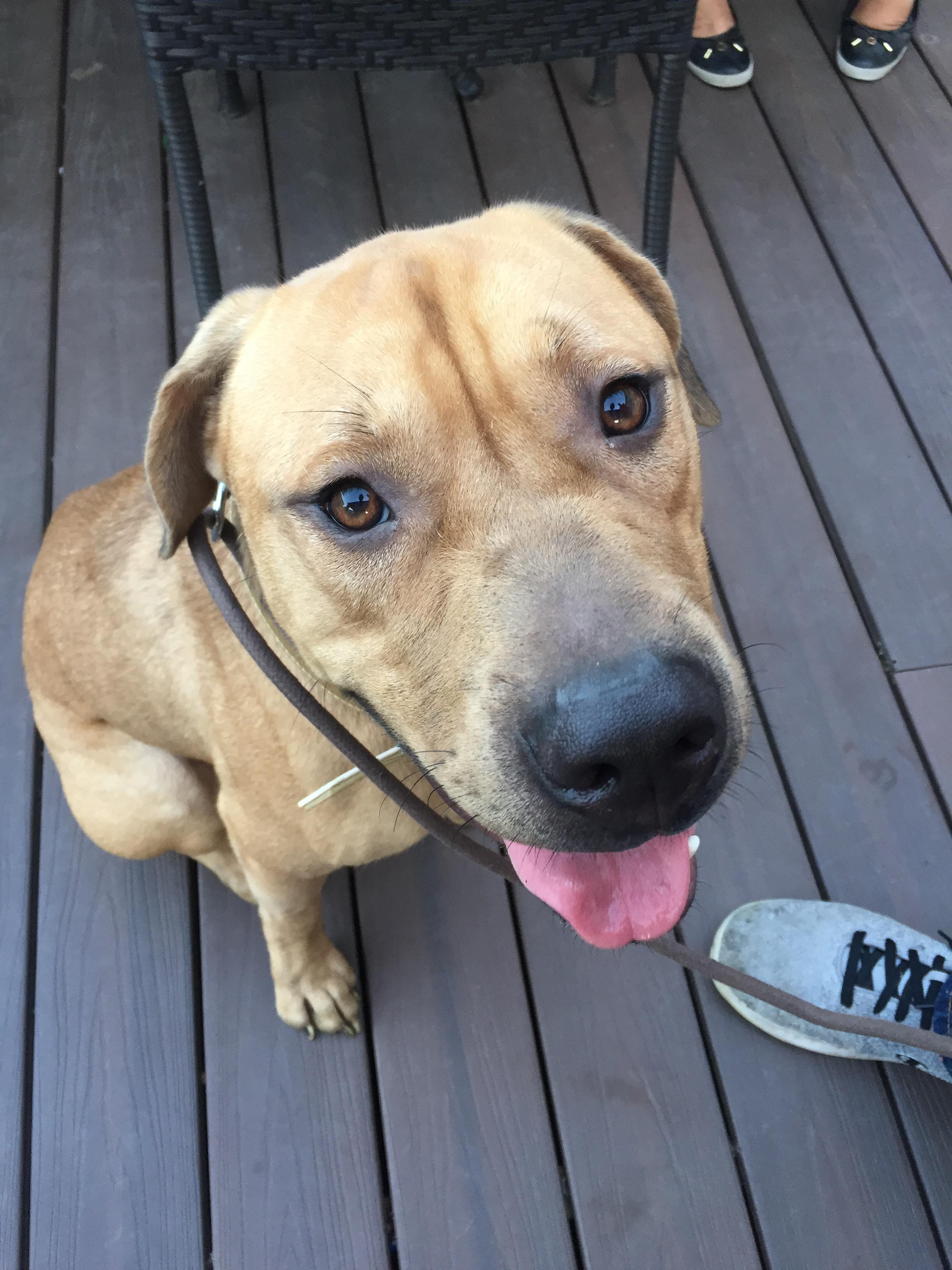 Lab/boxer/mastiff mix, from Texas and now has a new home in Ontario