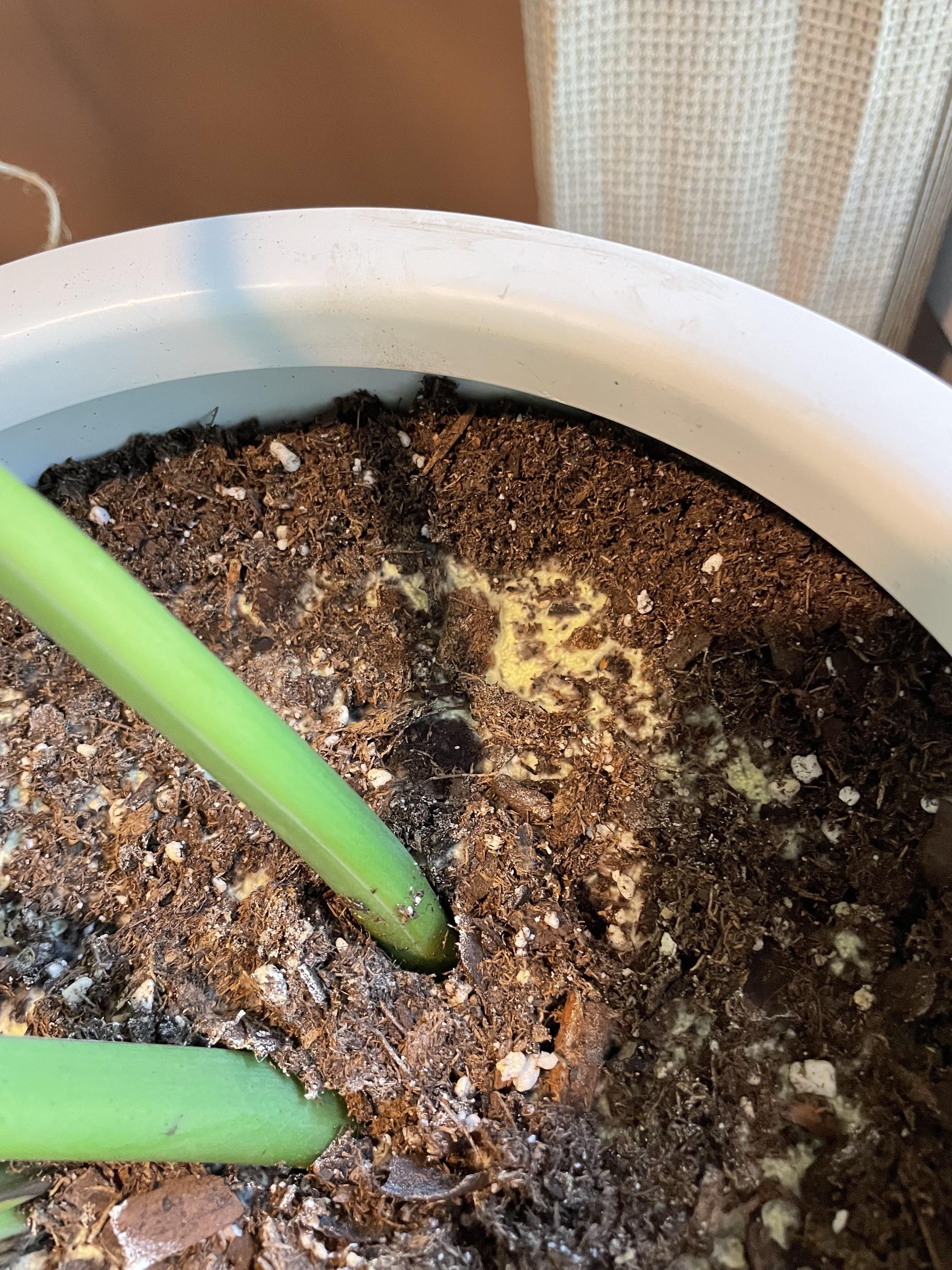 Looks like mold forming the top layer of soil. Should I be worried? r