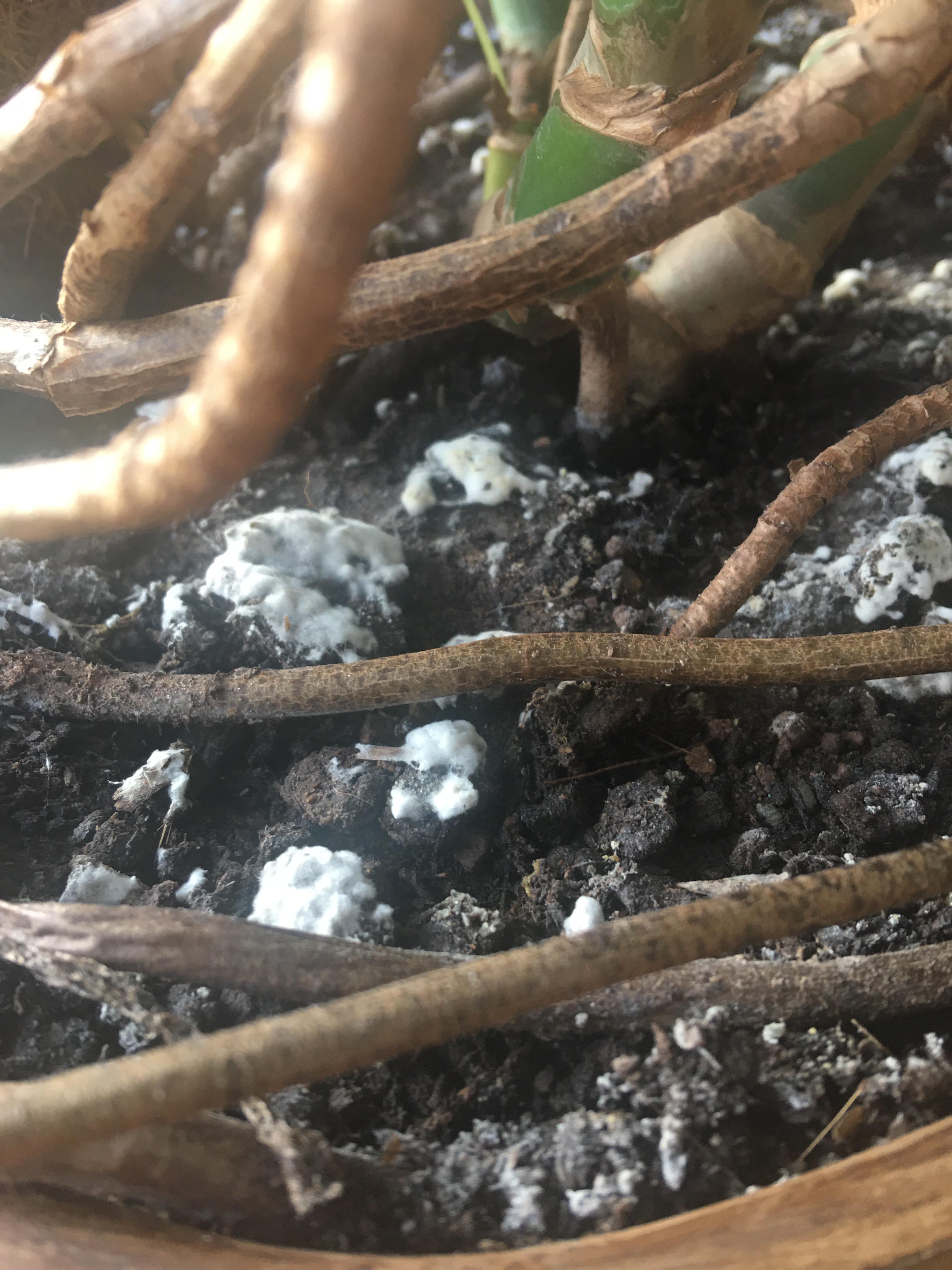 What are these white bubbly things in my Swiss cheese plant soil? I’m a