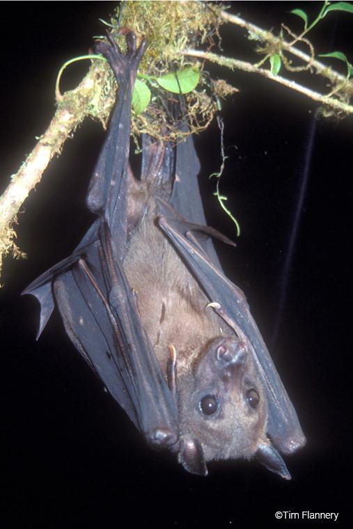 Bulmer’s Fruit Bat is perhaps the most critically endangered bat
