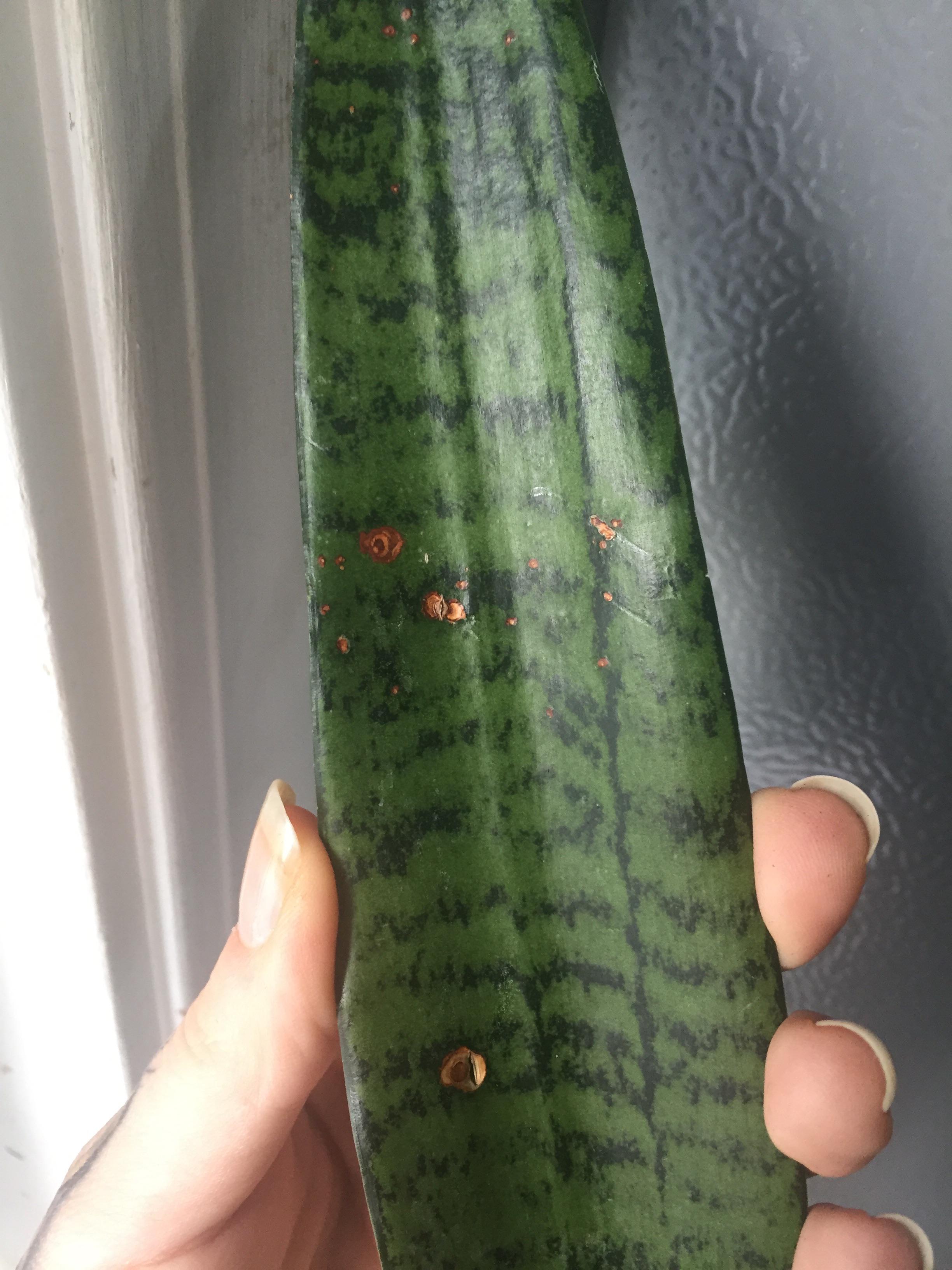Help! My mature Sanseveria Snake plant has brown spots on some of the