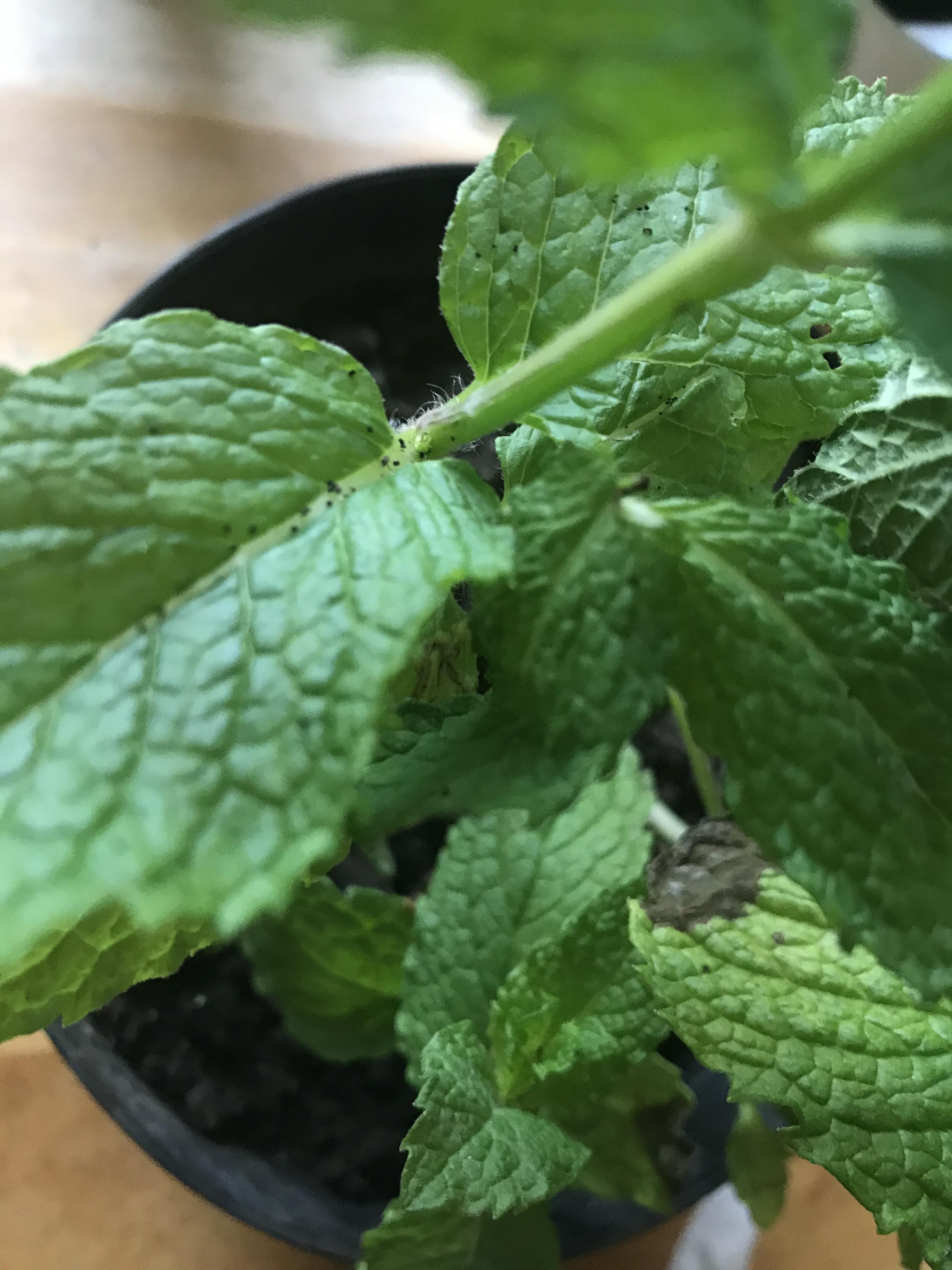 I just found a few caterpillars on my mint plant, and now I found these