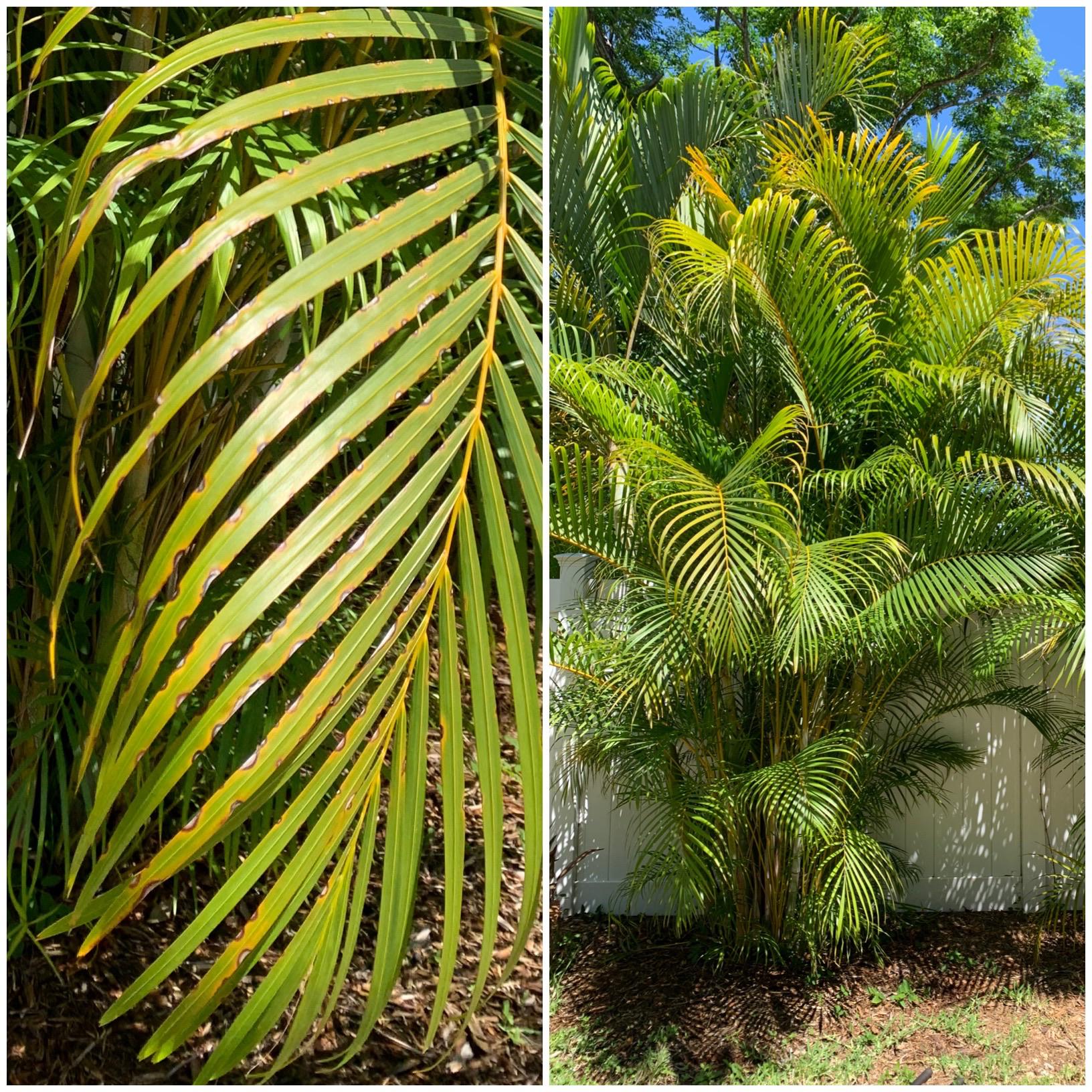 Why are my Areca palms turning yellowishbrown? I’m in zone 9b. Full