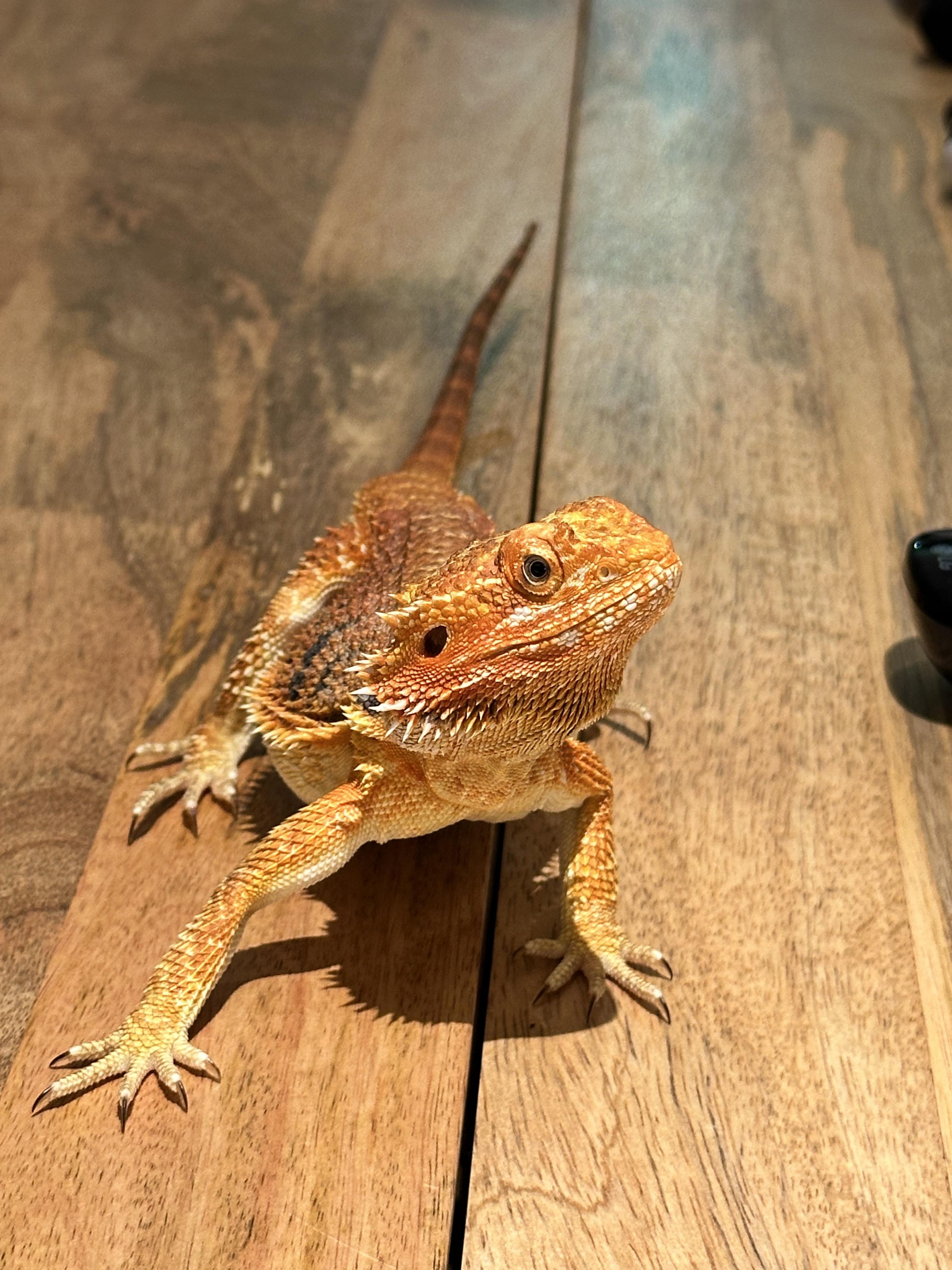 How long can i keep my dragon out of the cage light/uvb wise r