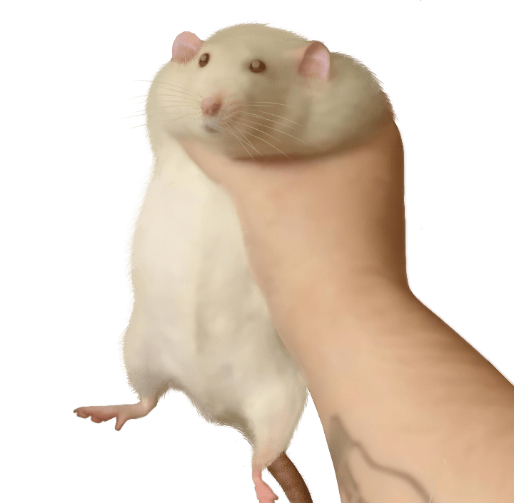 Rat +5 to rat power, 50 more chance to find cheese in the wild r