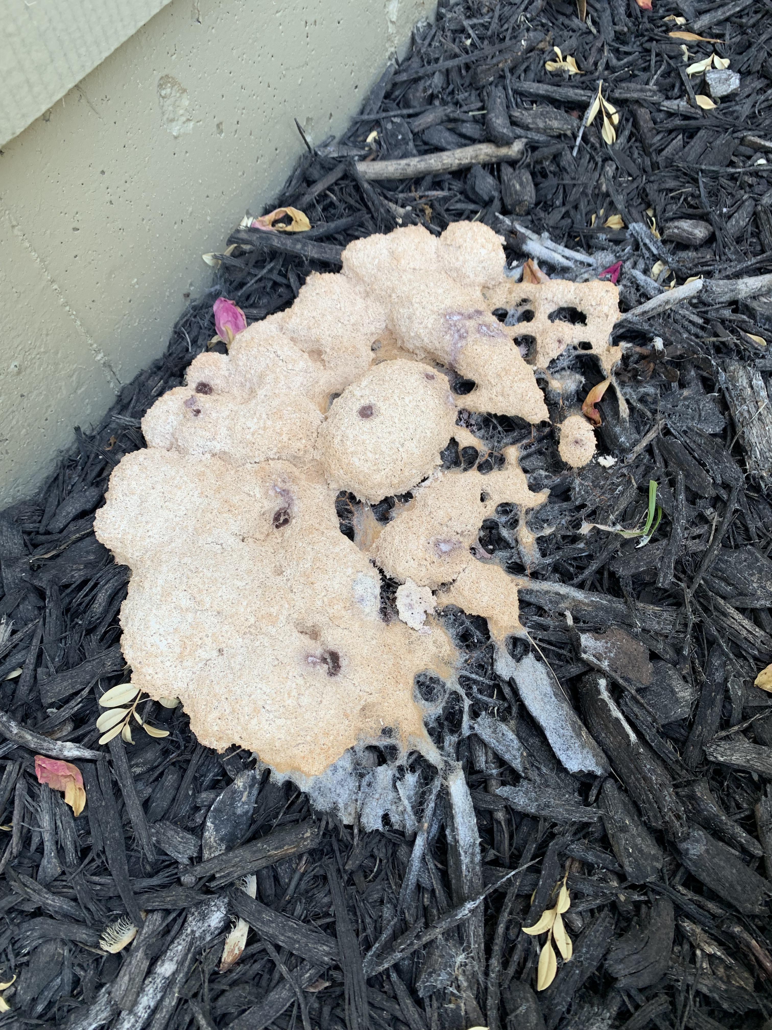 Is this a fungus? Showed up in a few spots on top of my mulch