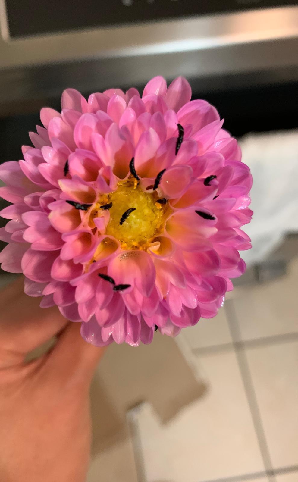 What are these bugs in my dahlia? How to prevent the infestation? r