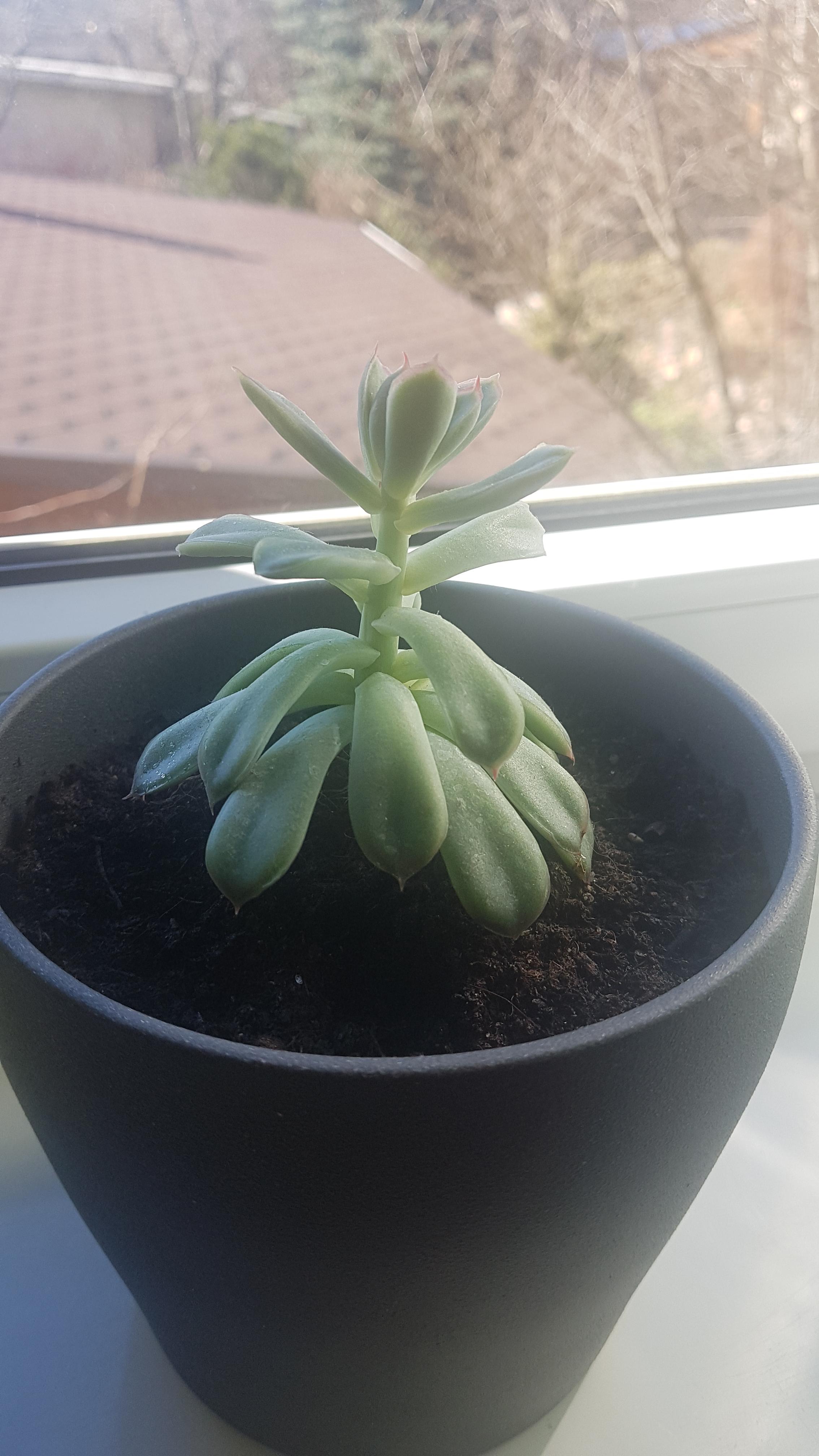 Why is my succulent growing up instead of spreading to the sides? r
