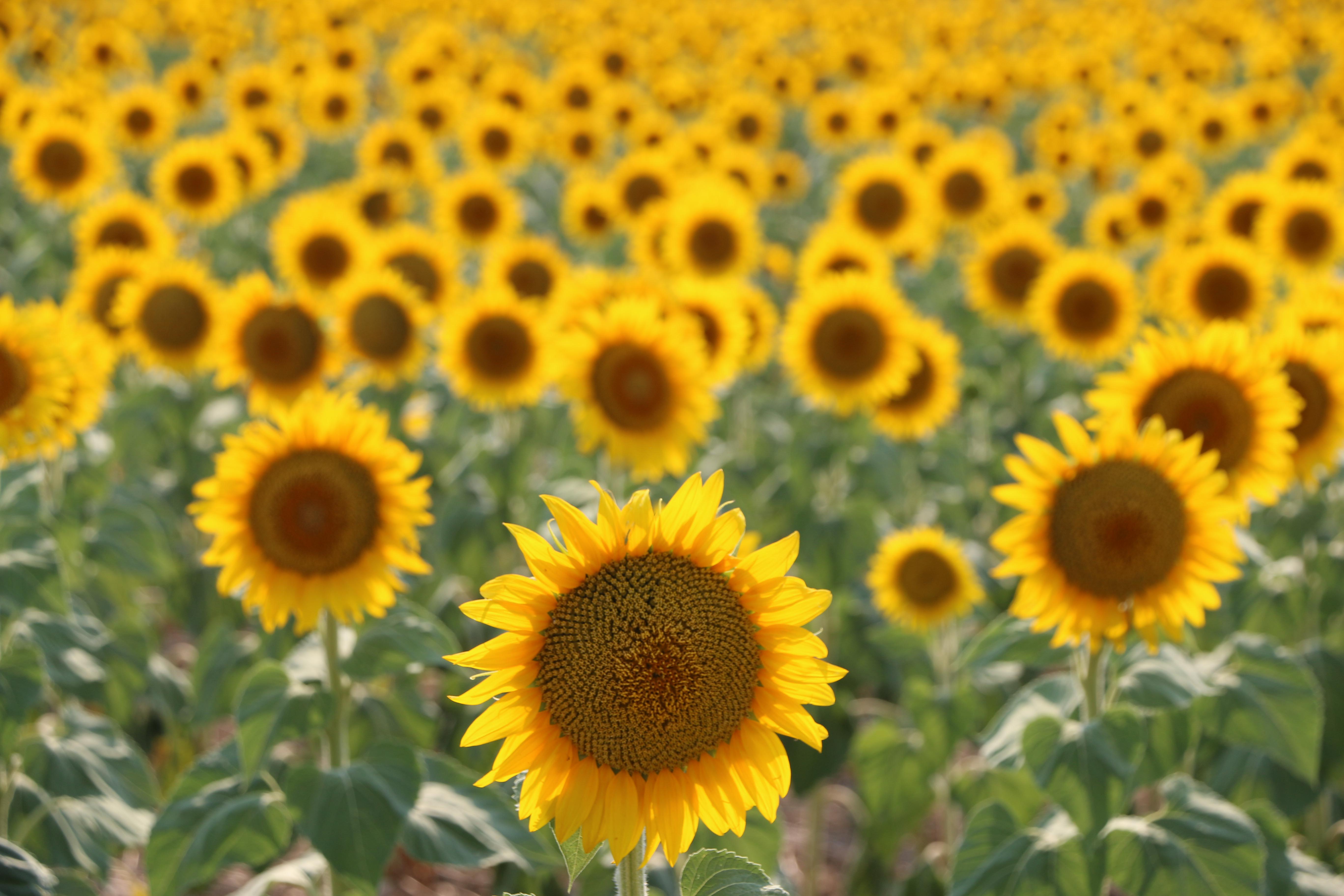 Sunflowers by the airport in full bloom. r/Denver
