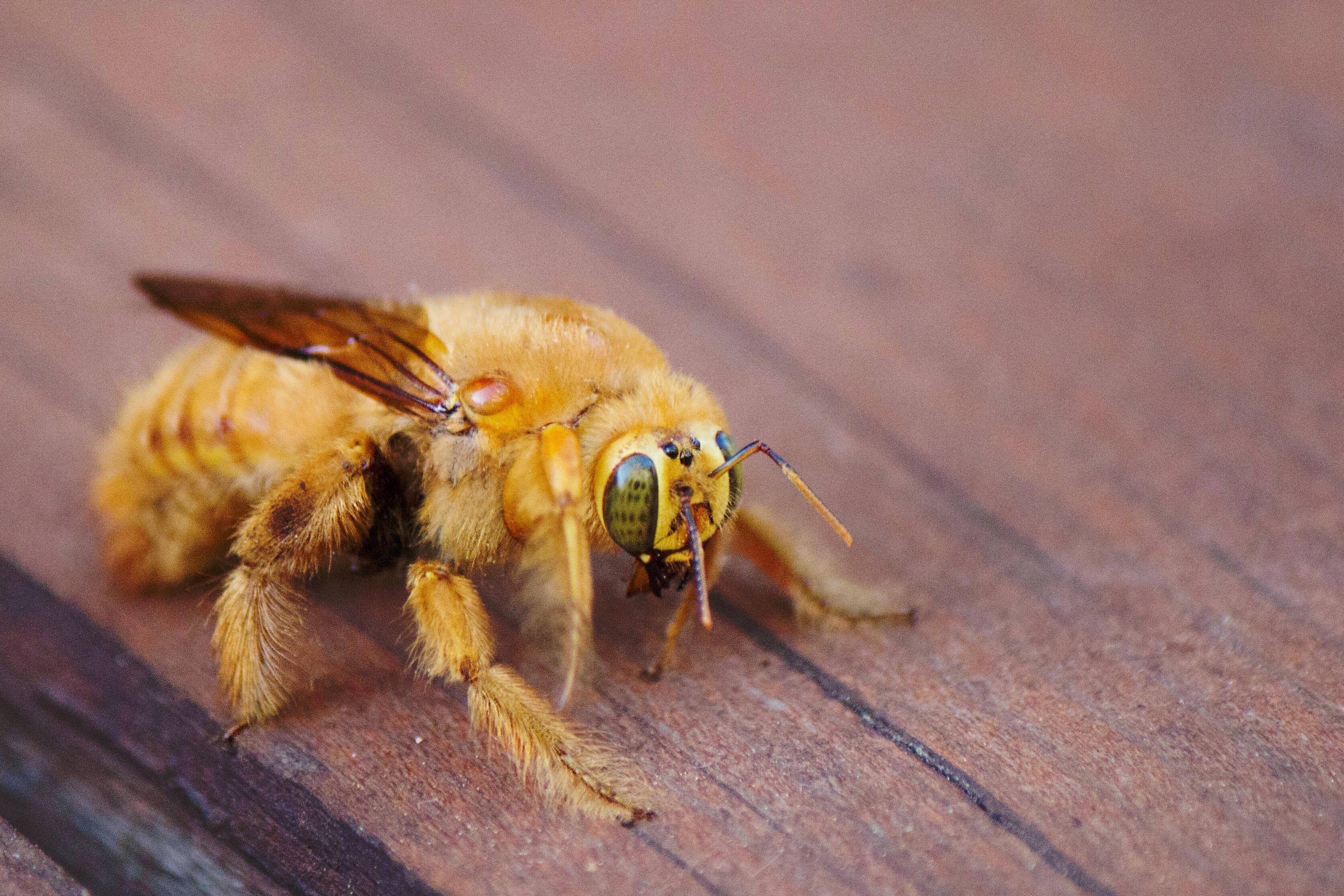 Are Carpenter Bees Poisonous To Dogs