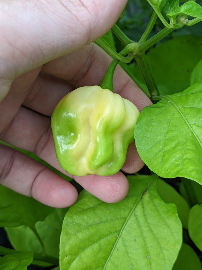 Pepper Joe’d? Any Guesses what these might be? r/HotPeppers