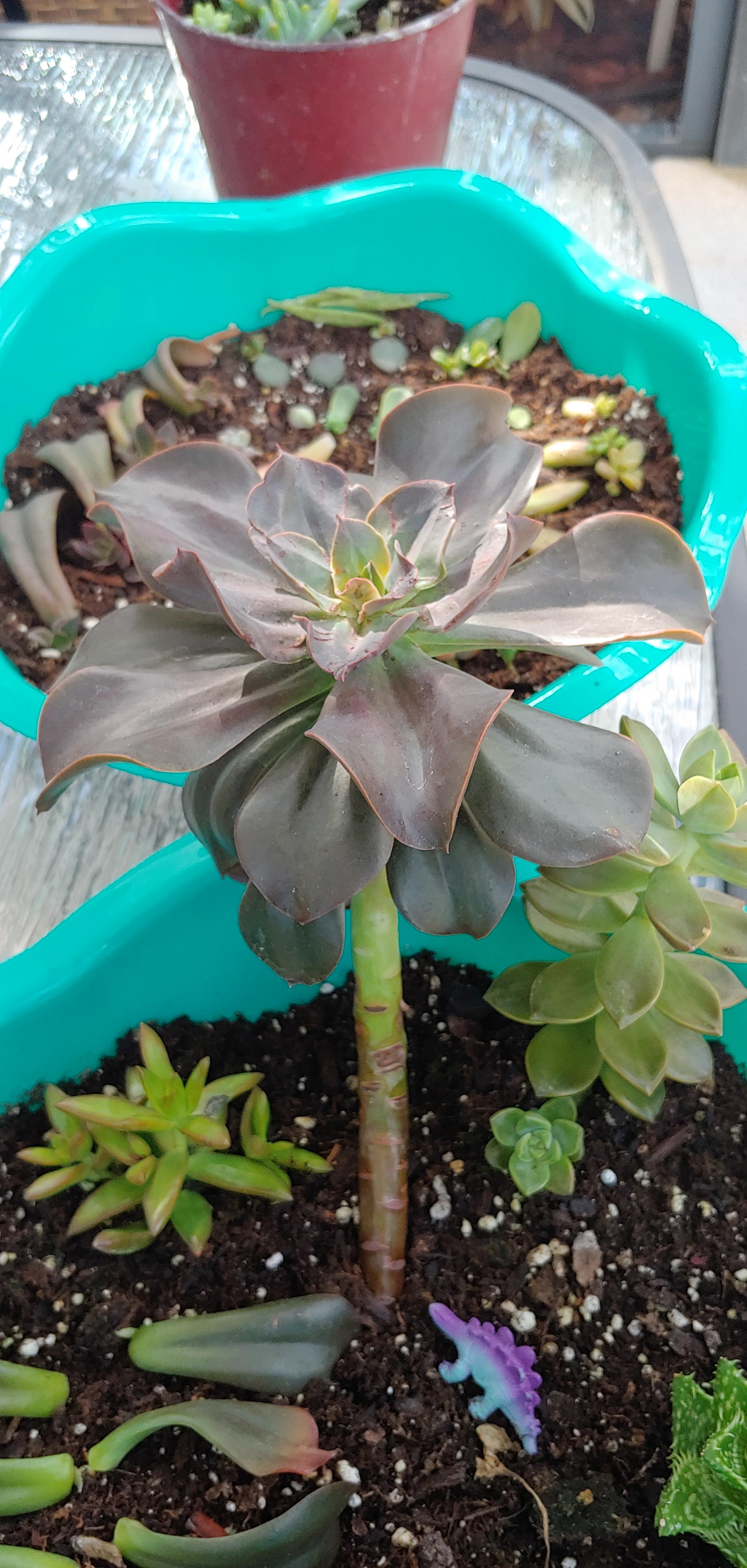 Tall Succulent Plant Types Best Succulent Ideas