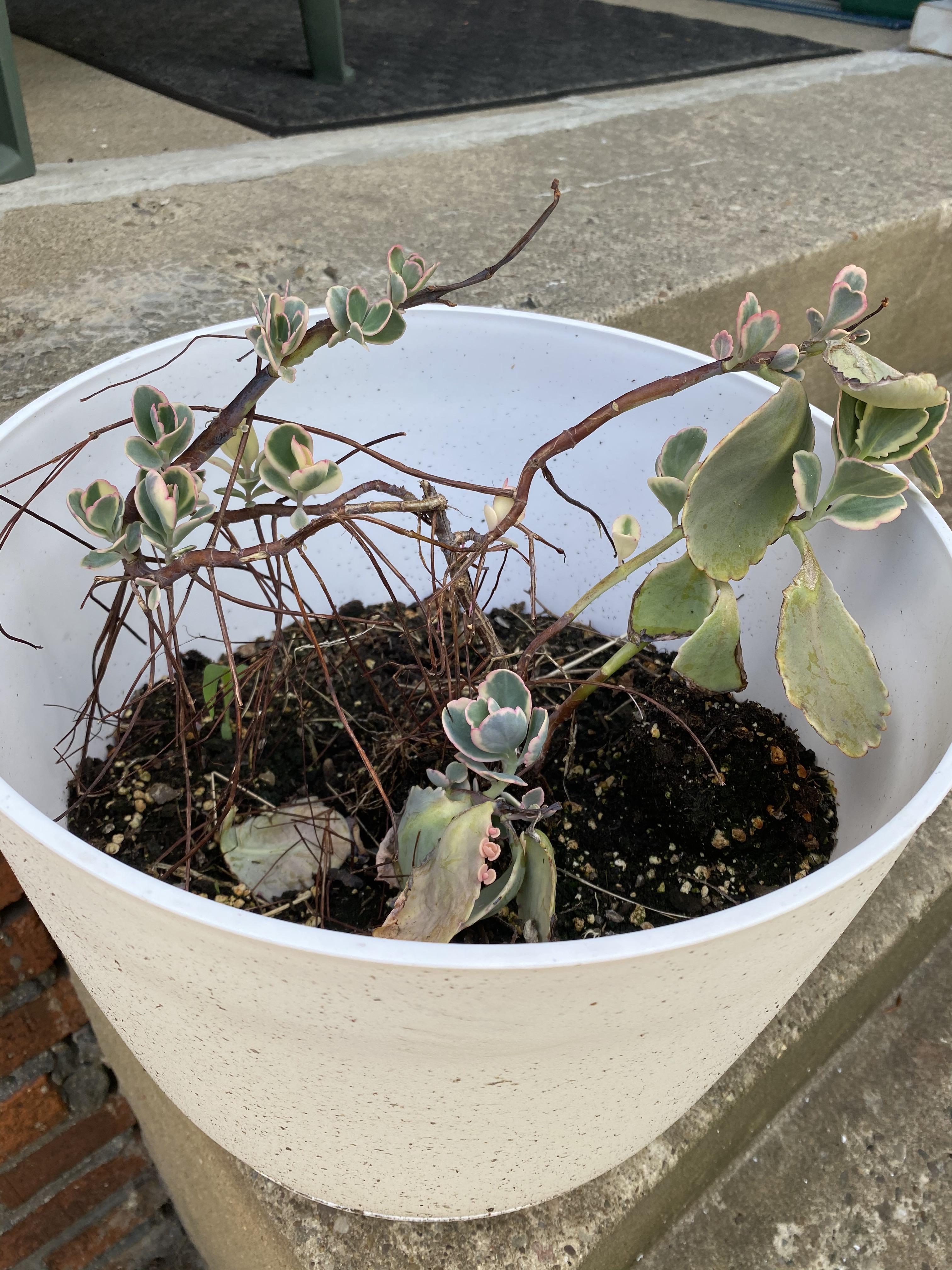 What do I do with this kalanchoe? r/succulents
