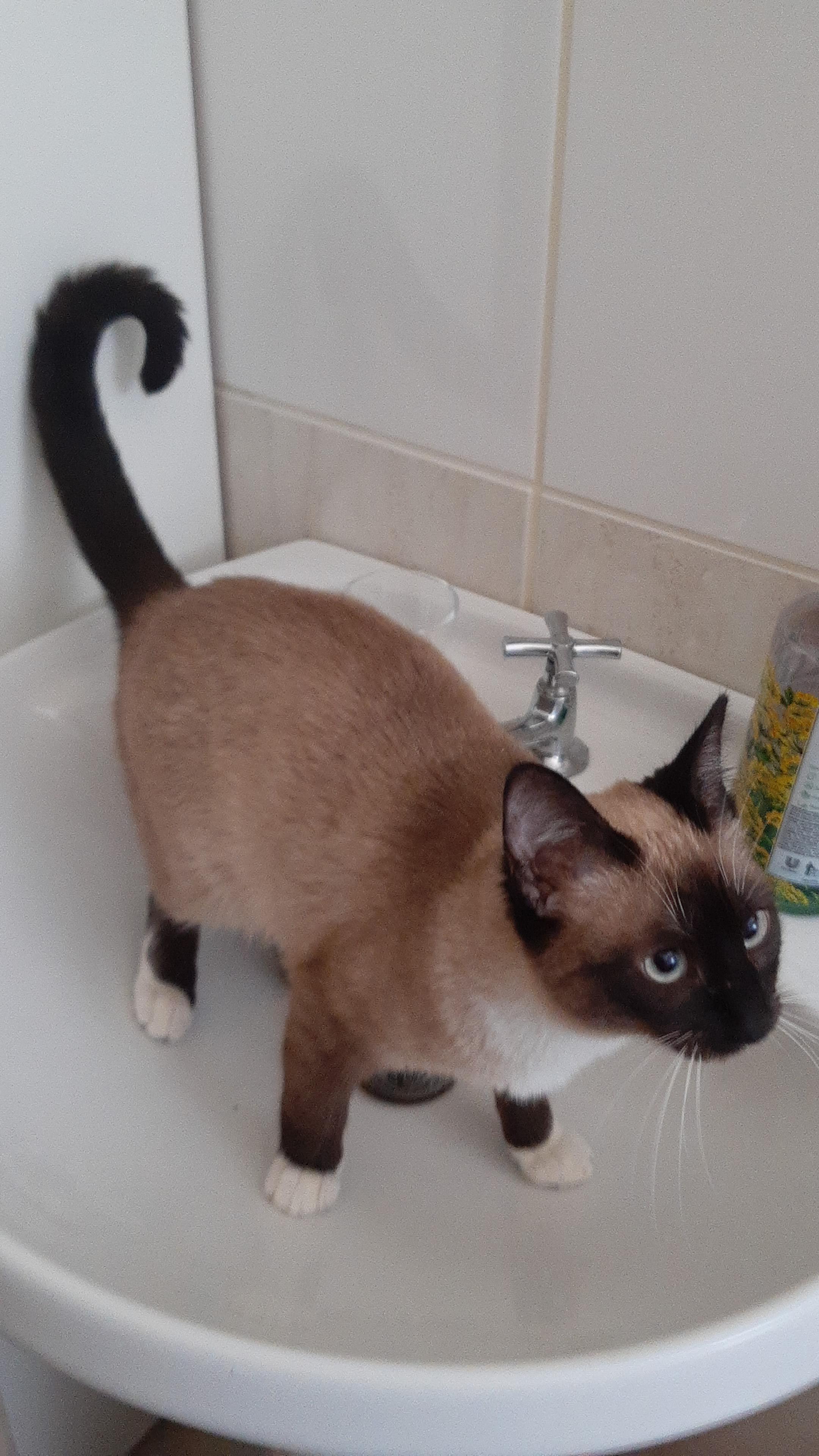 My cat loves the sink more than she loves me r/CatsInSinks