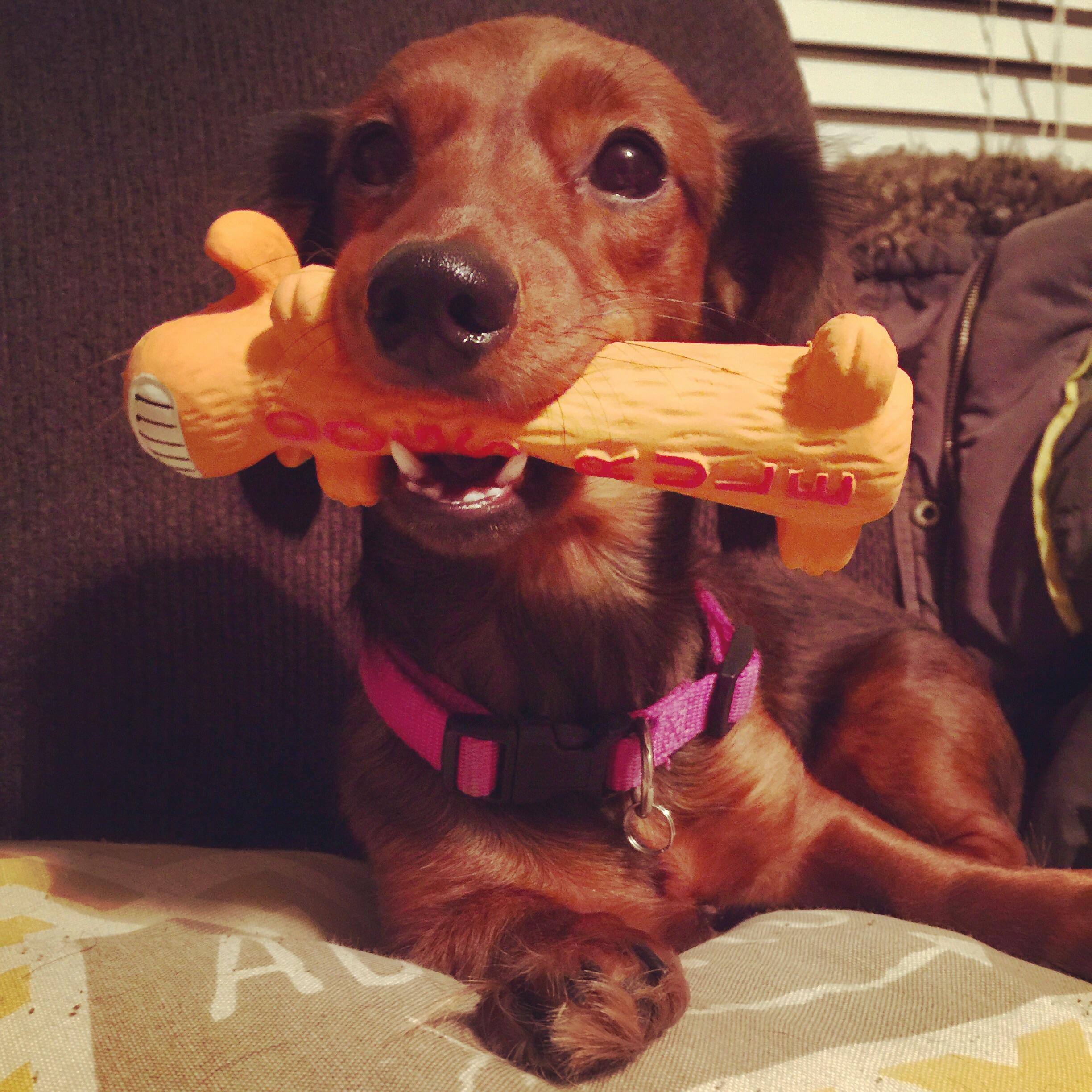 She’s the only dachshund we have that won’t tear up new toys. Instead