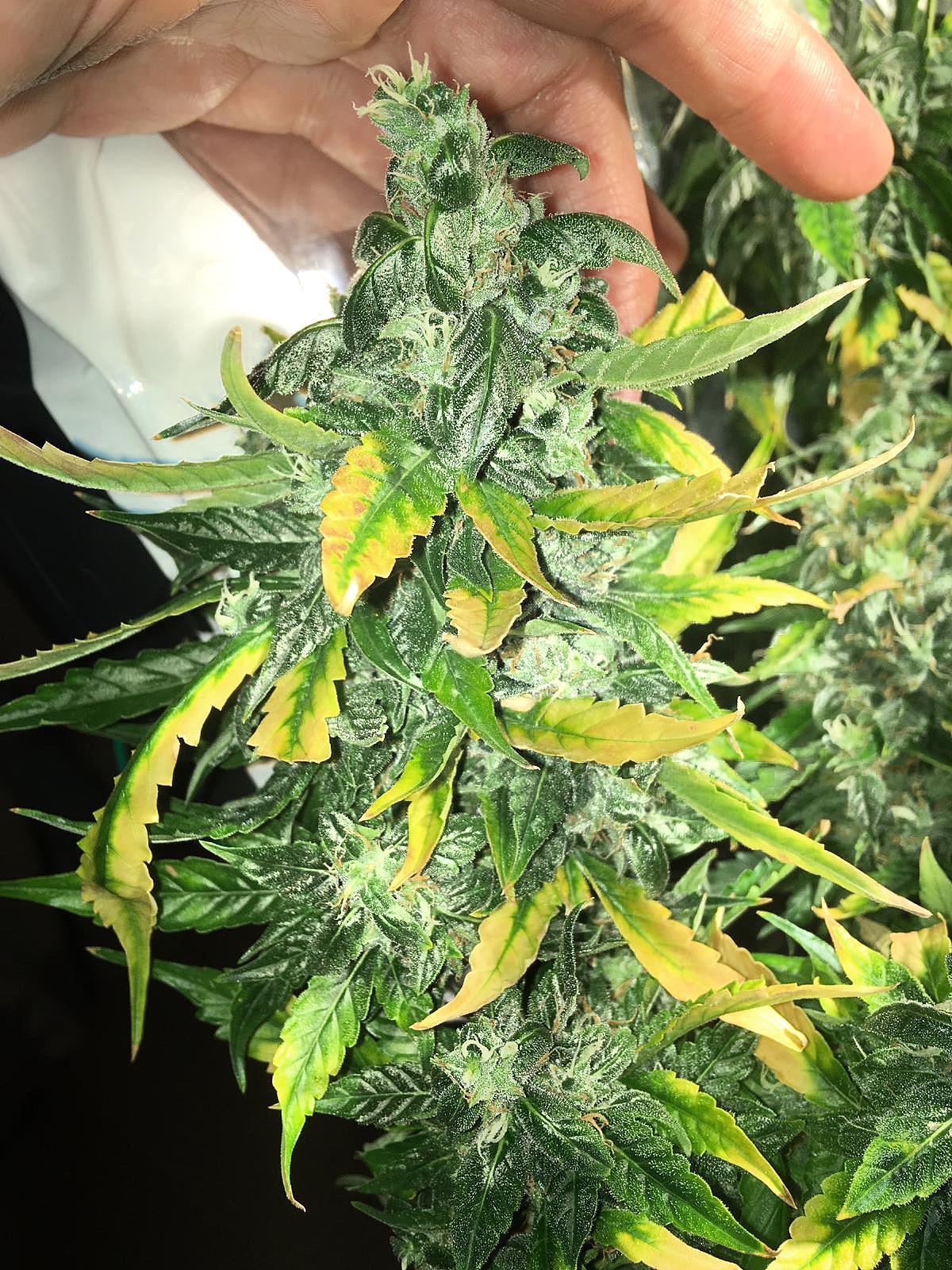 110 best Gelato 41 images on Pholder Microgrowery, Uktrees and FL