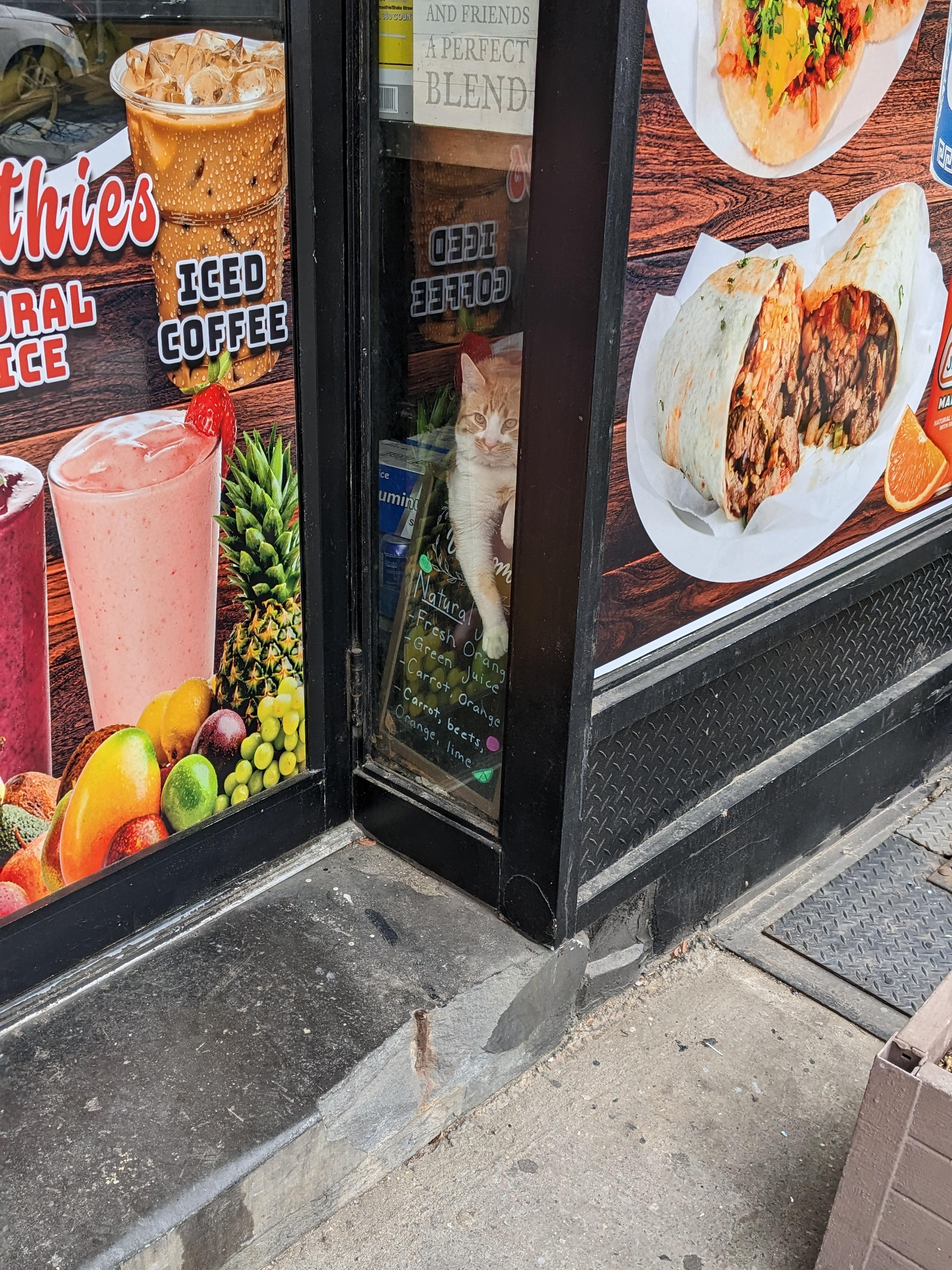Window Cat in Queens r/bodegacats