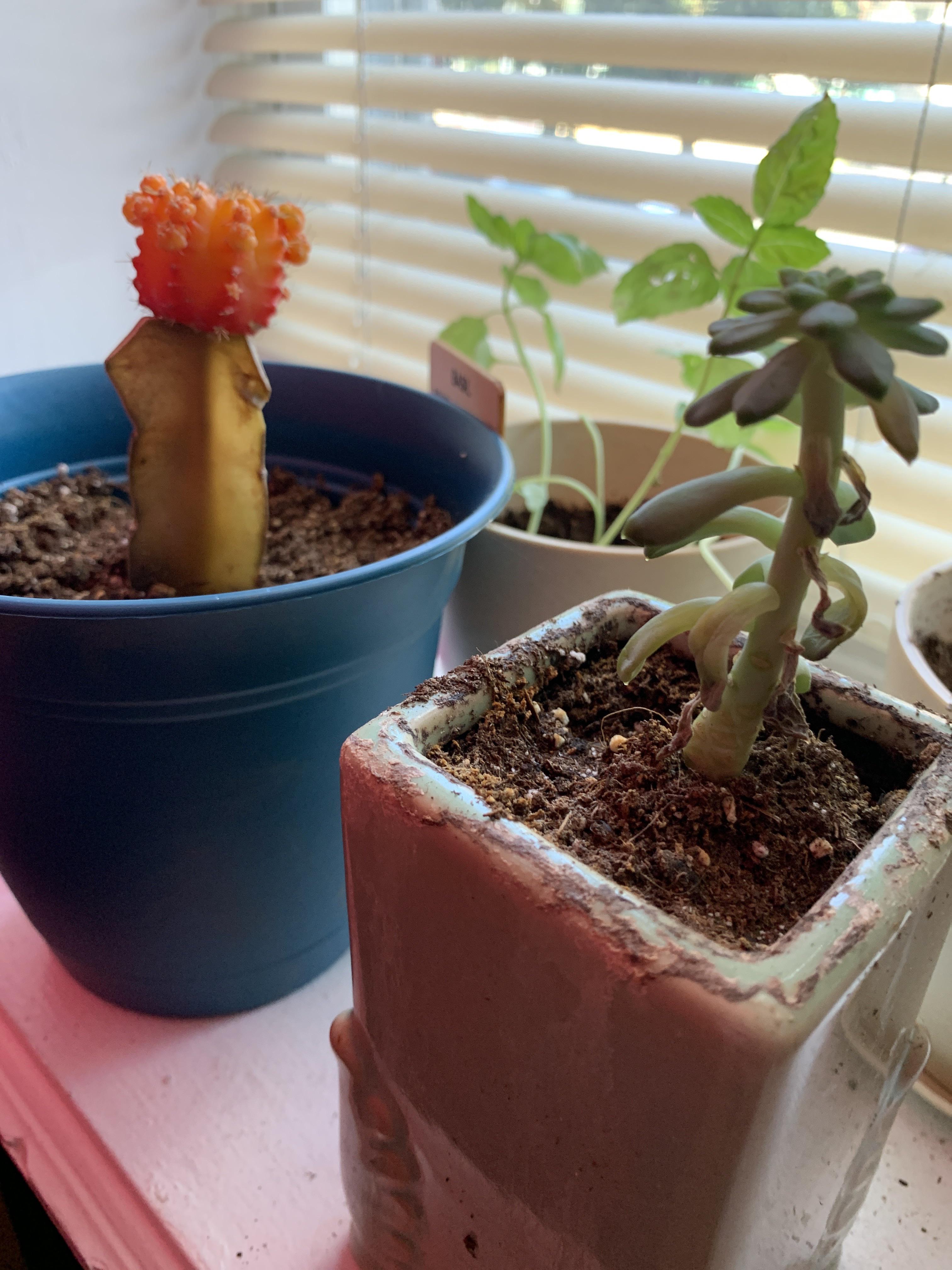 Please help my succulents. They seem to be getting worse sitting here