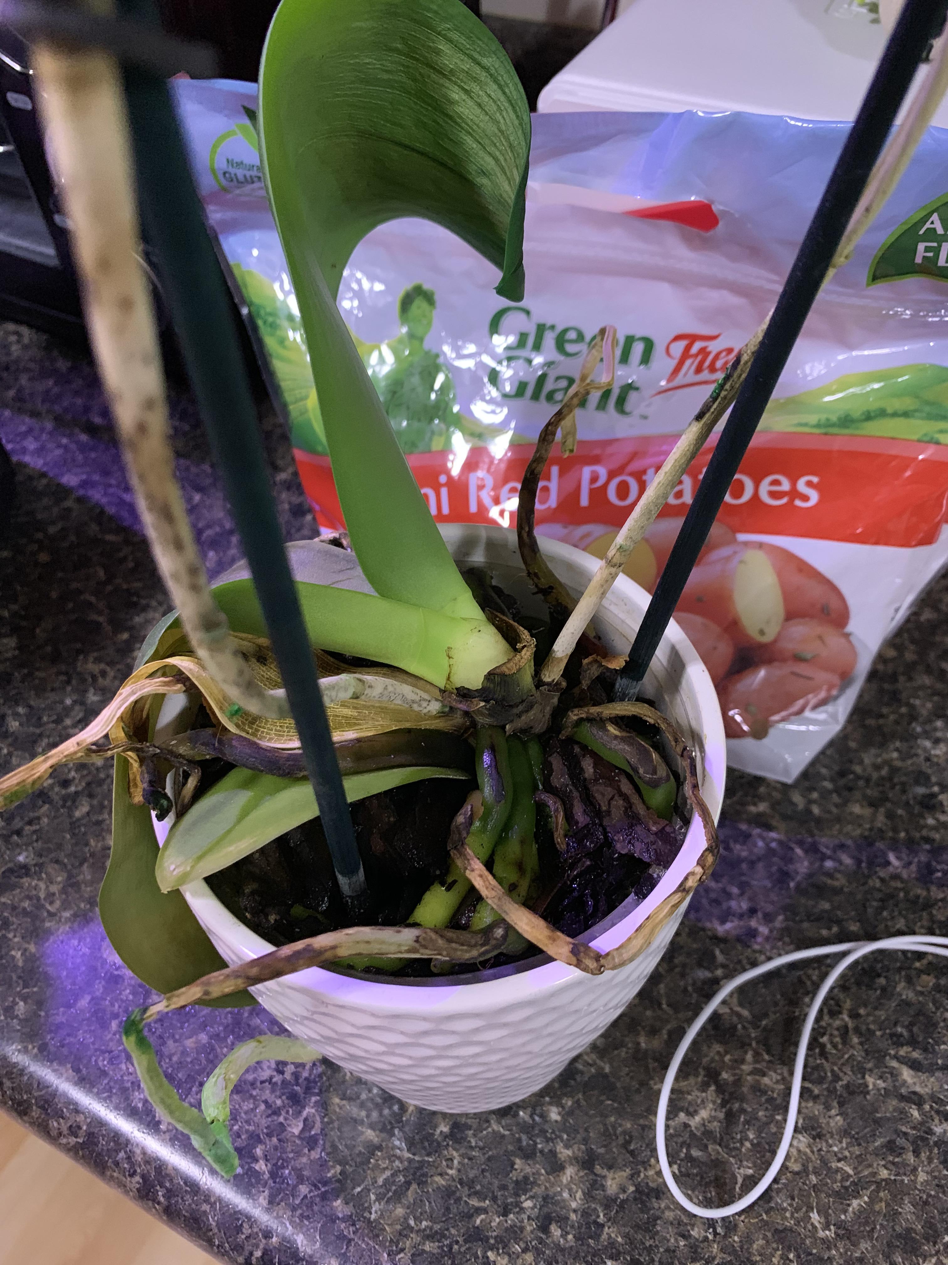 Is my orchid dead? The leaves were upright until today. r/orchids