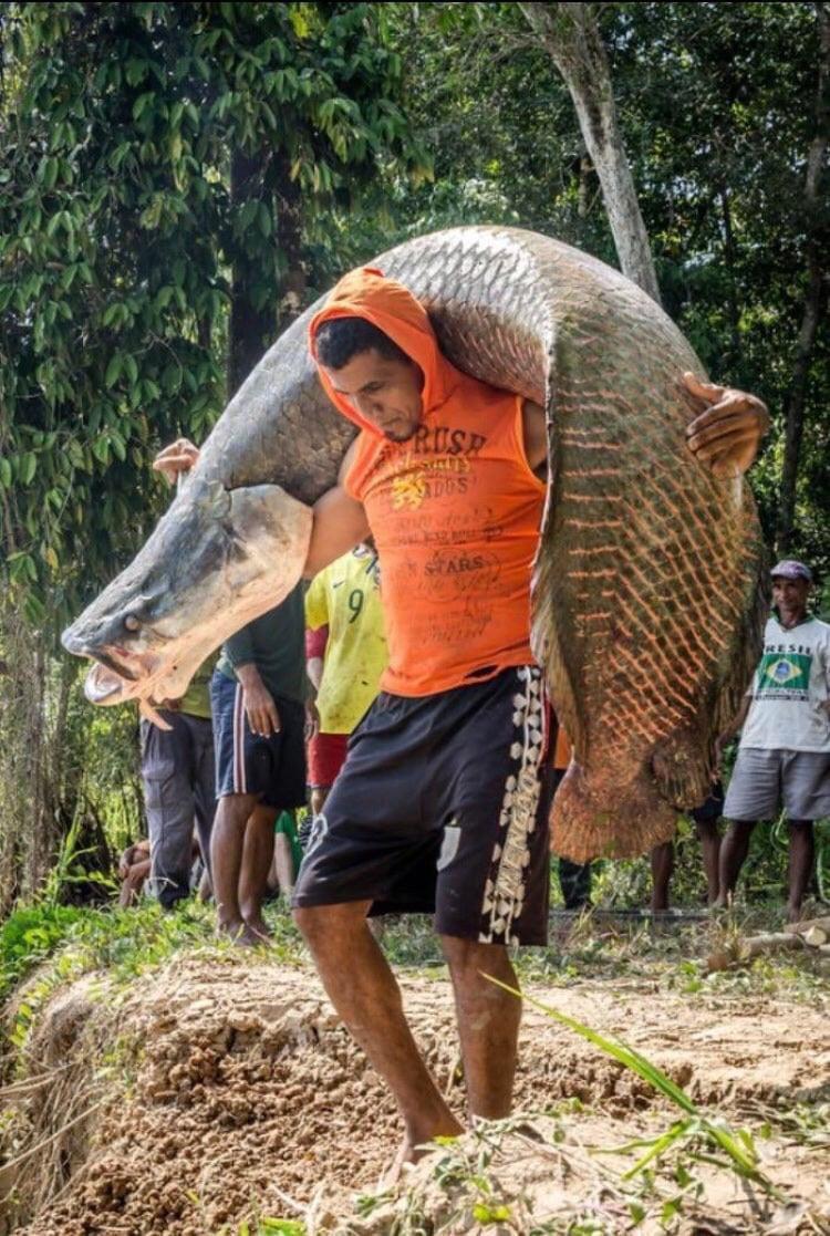 Arapaima, one of the largest freshwater fish r/AbsoluteUnits