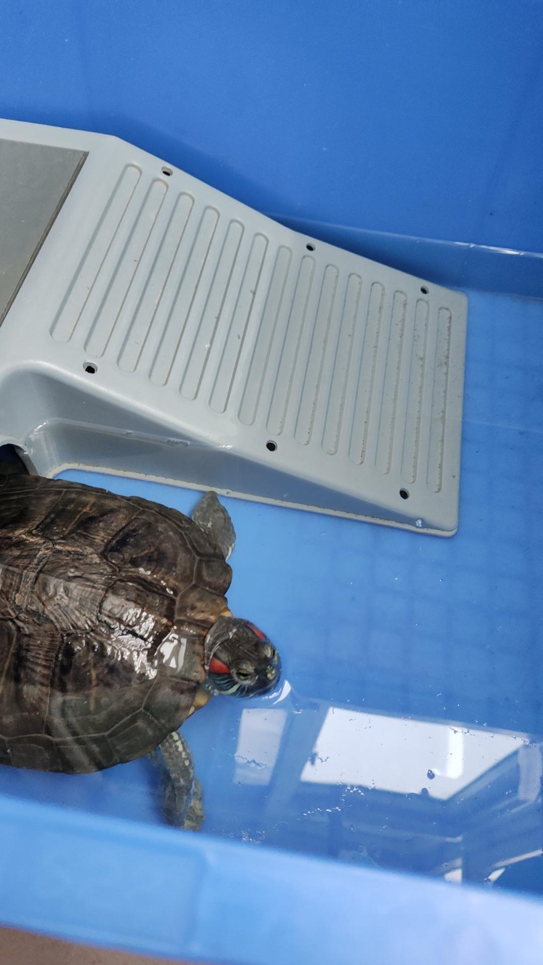 introducing my redeared slider r/turtle