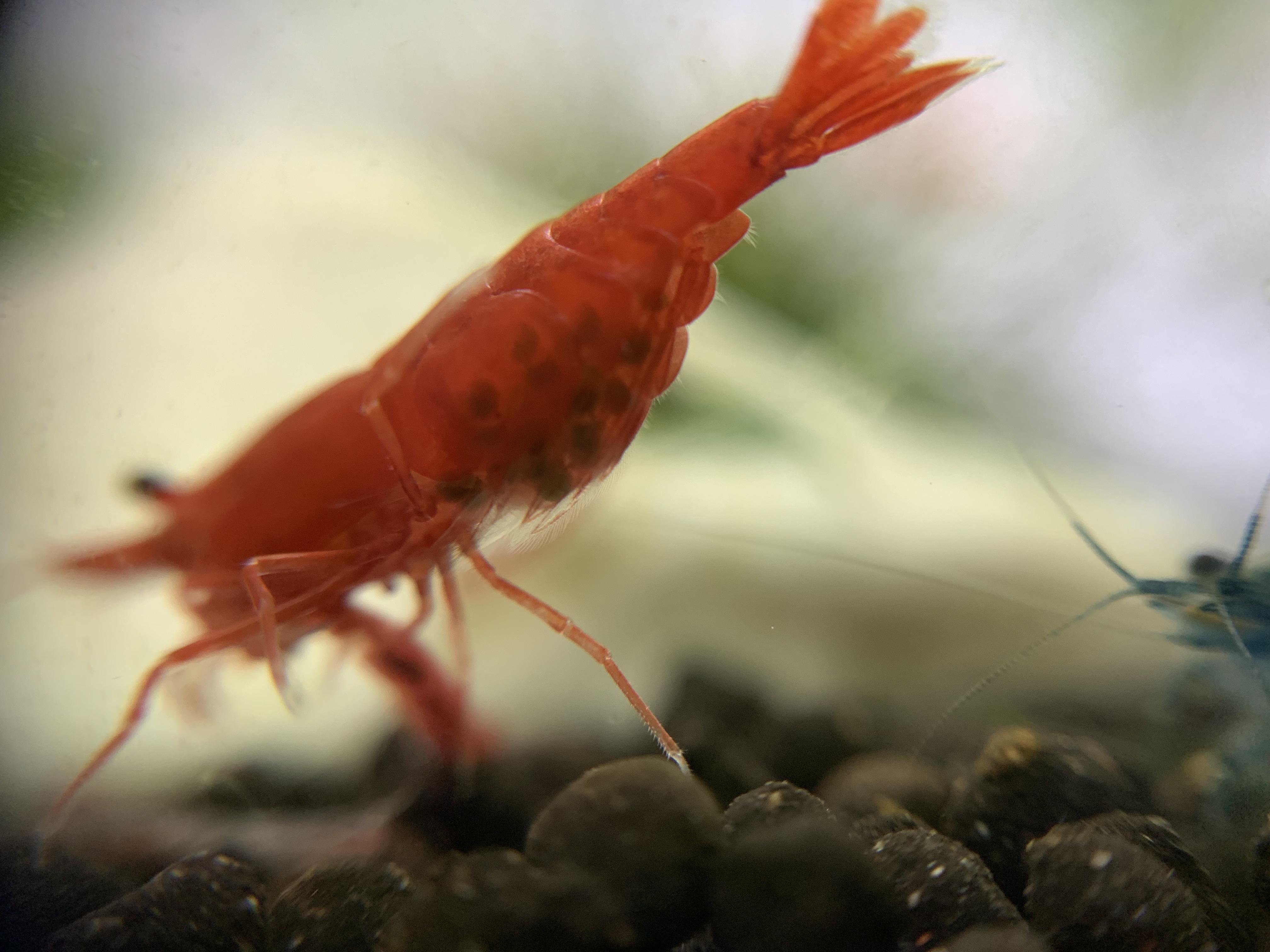 My Red cherry shrimp has blue eggs. Not seen this before. r/shrimptank