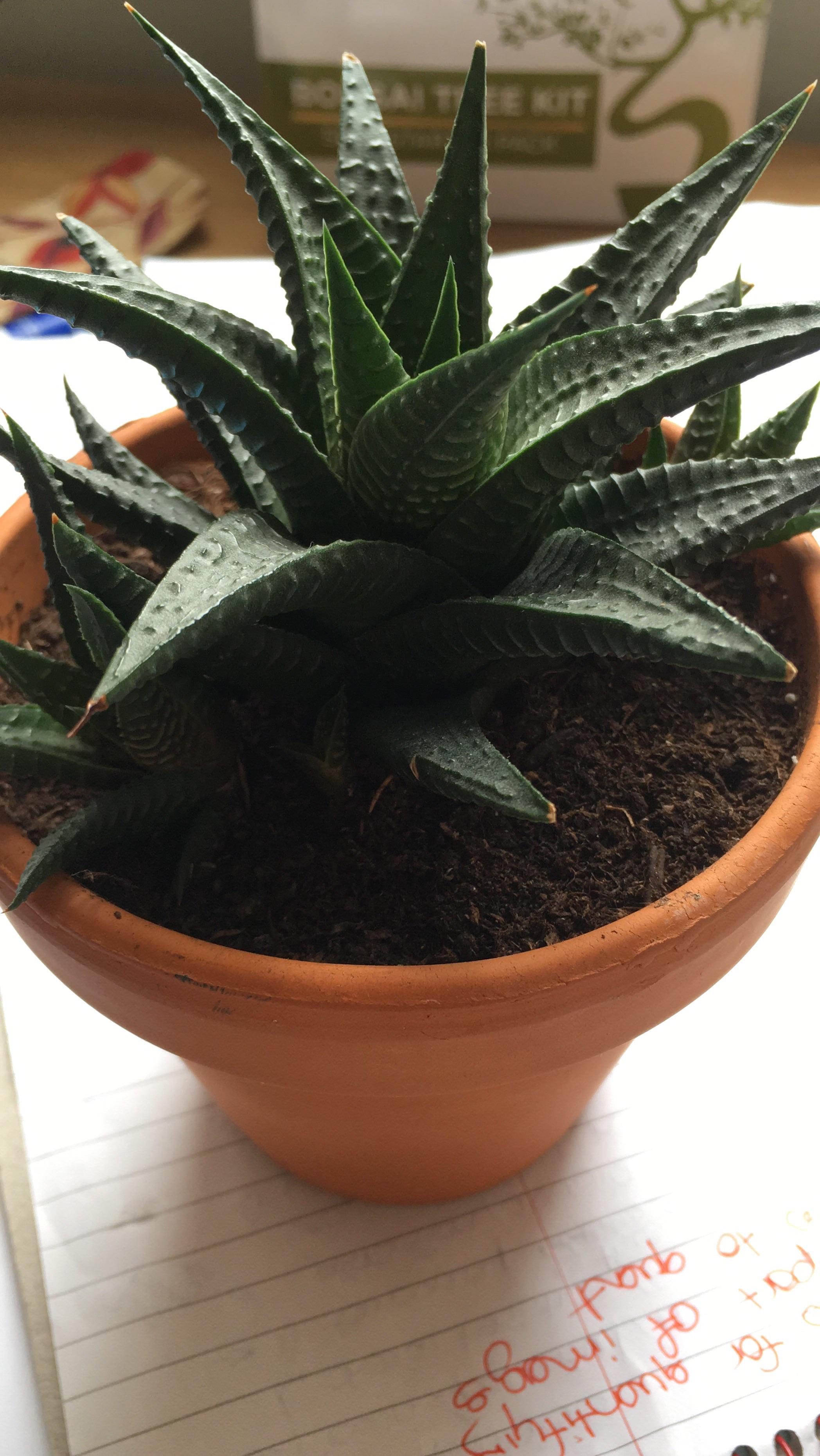 Plant ID ? Bought this humble little plant from tesco a while back and