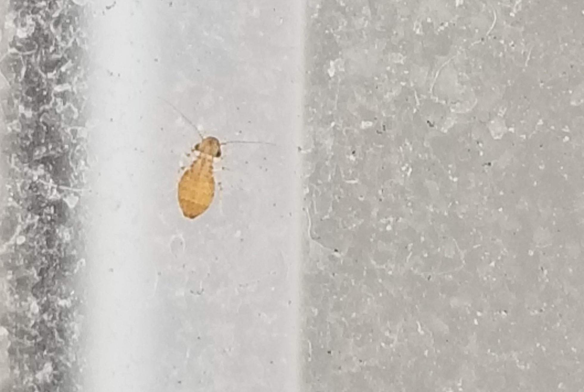 We've found a few of these guys in our bathroom on the window (window