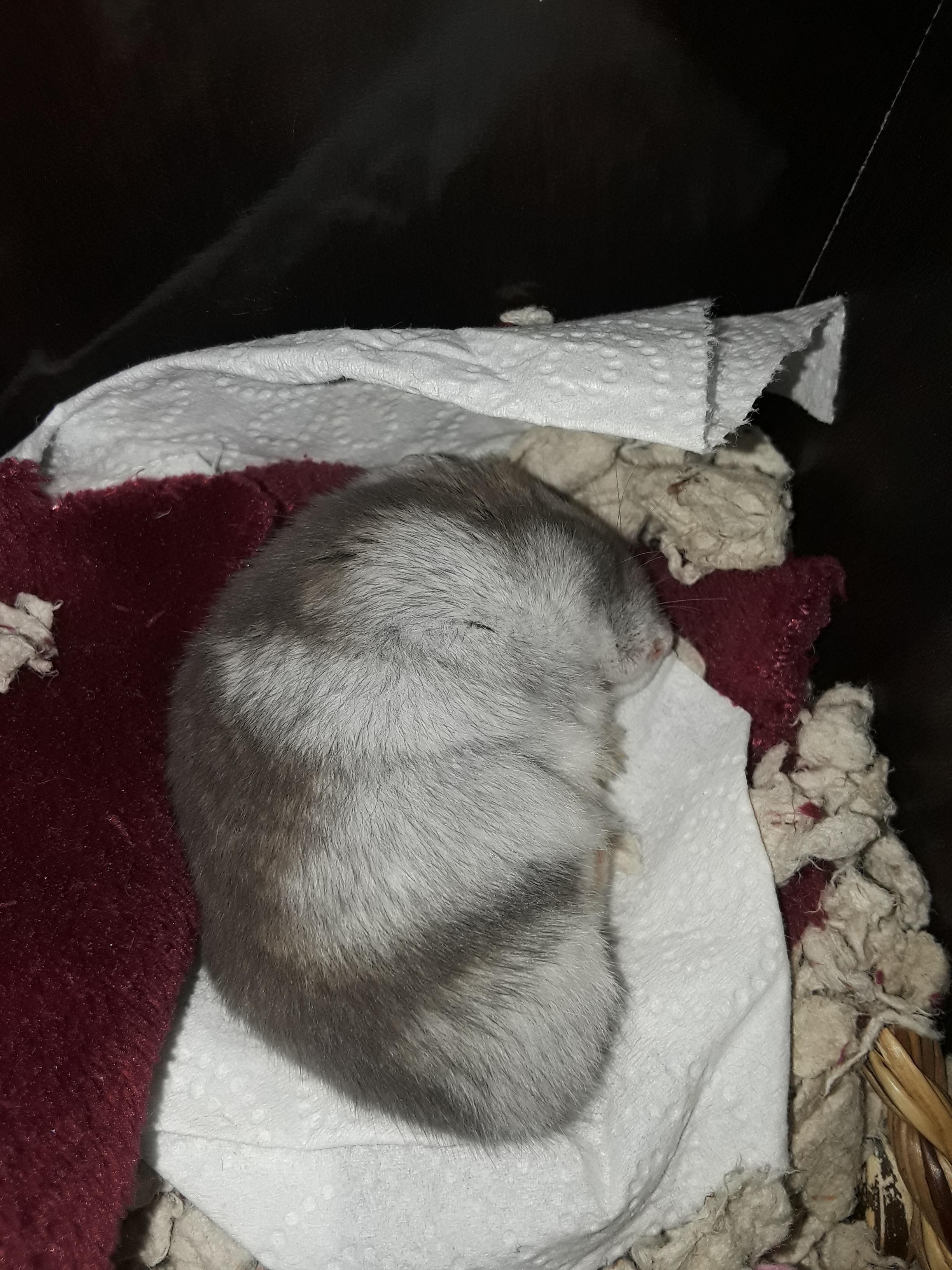 Dexter sleeps like a giant kidney bean. r/hamsters
